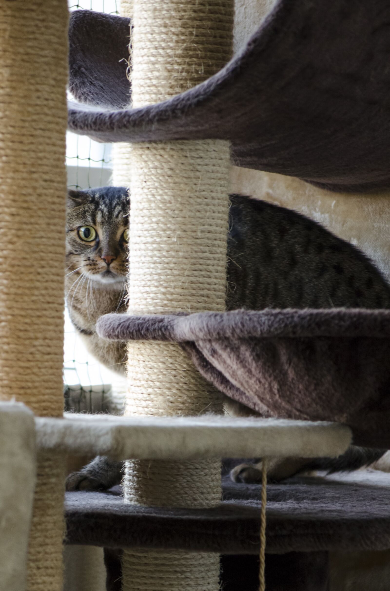 Nikon D5100 sample photo. Cat, tomcat, domestic cat photography