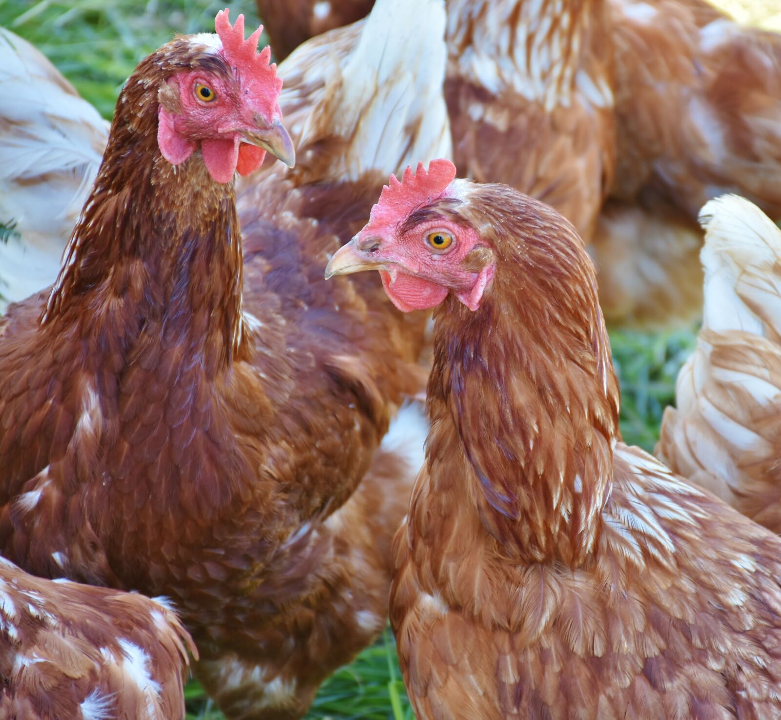 Nikon D7200 sample photo. Chicken, hen, laying hens photography