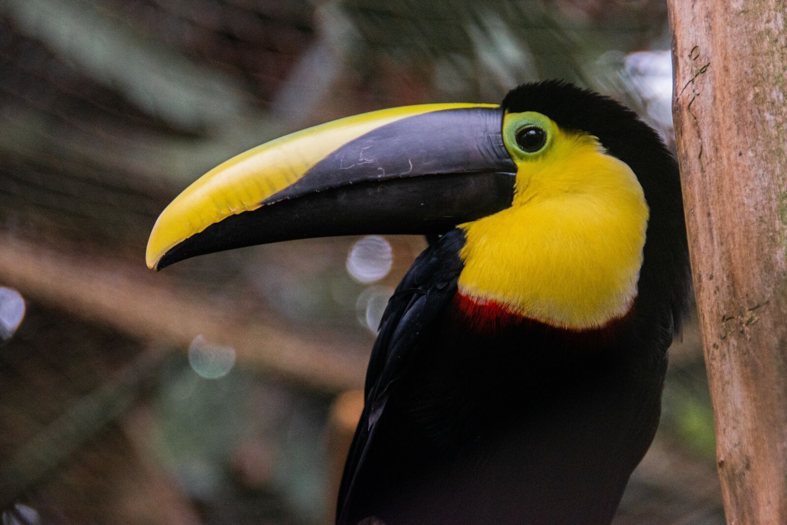 Nikon D5600 sample photo. Tucan, ave, cage photography