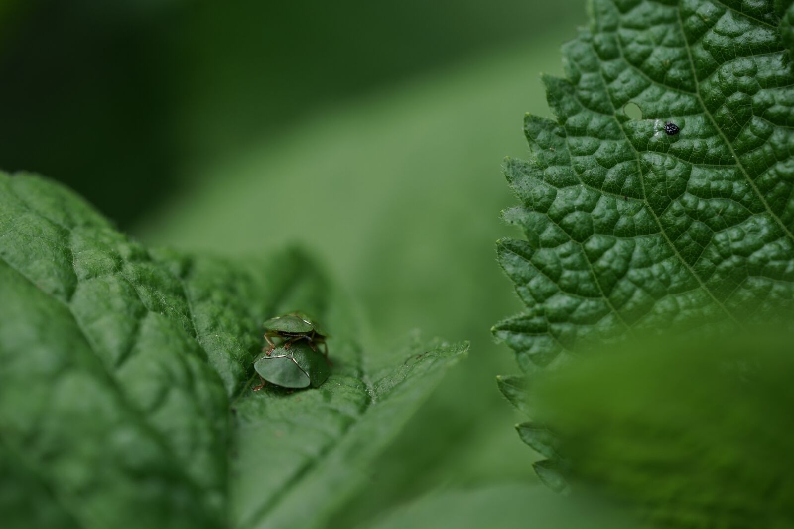 Sony FE 90mm F2.8 Macro G OSS sample photo. Green, bugs, nature photography