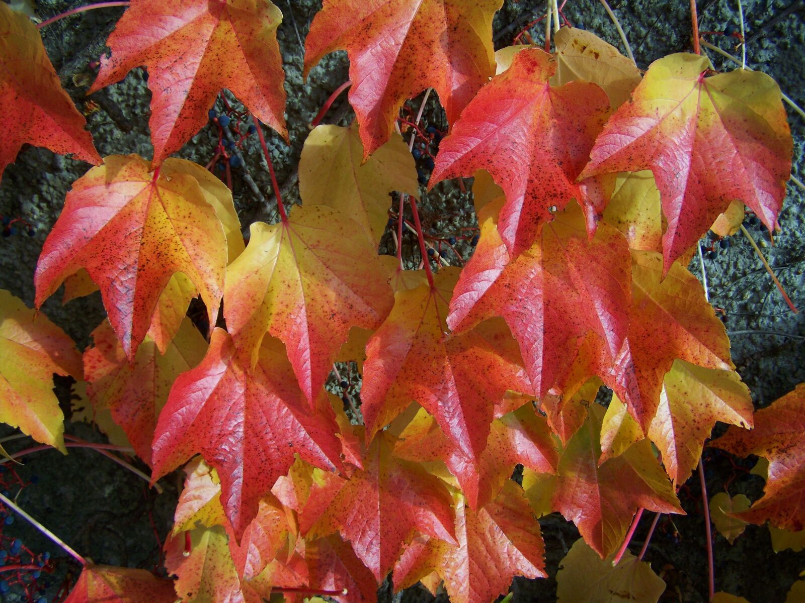 Kodak EASYSHARE ZD710 ZOOM DIGITAL CAMERA sample photo. Autumn, virginia creeper leaves photography