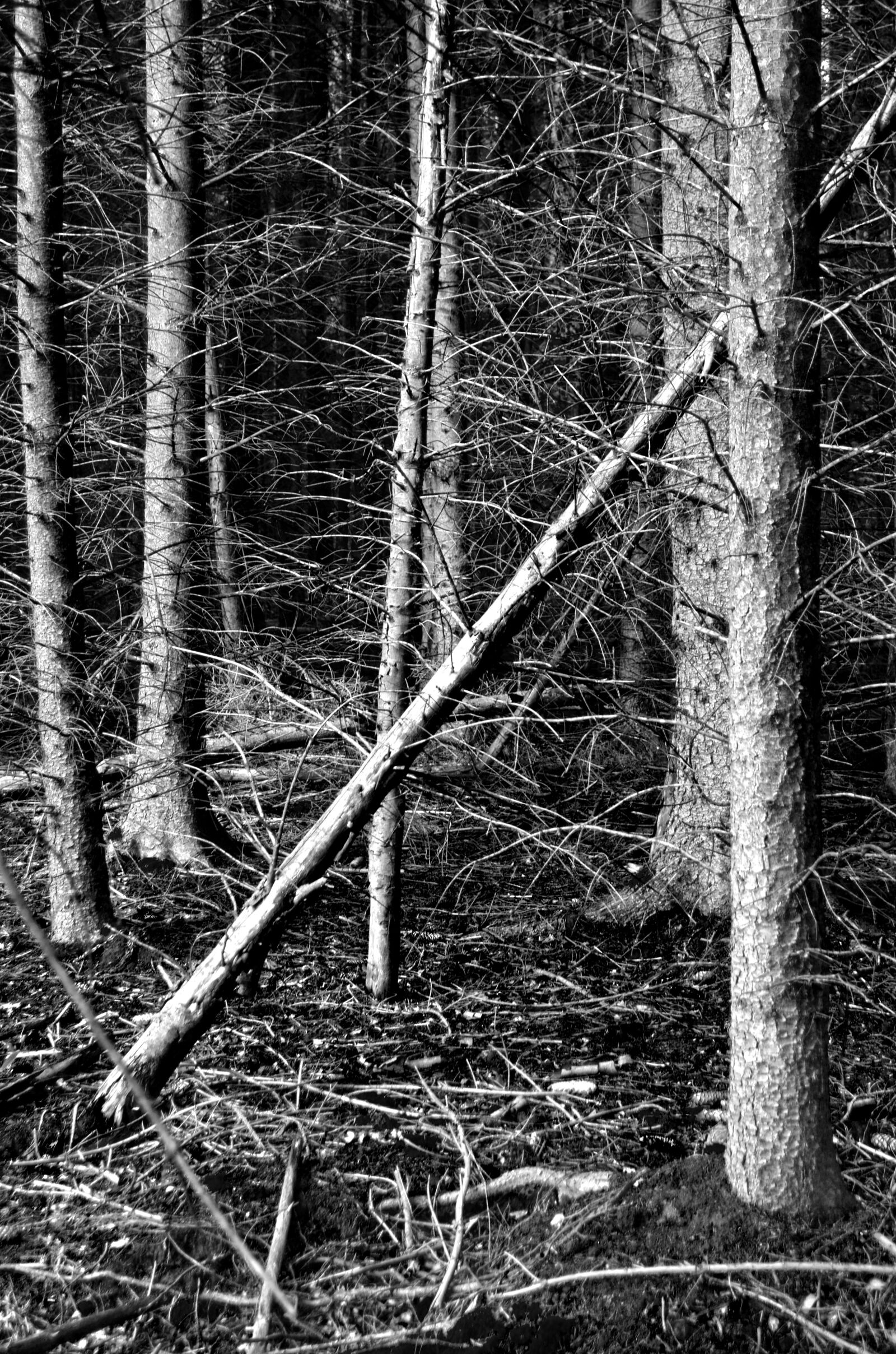 Nikon D5100 sample photo. Nature, forest, trees photography