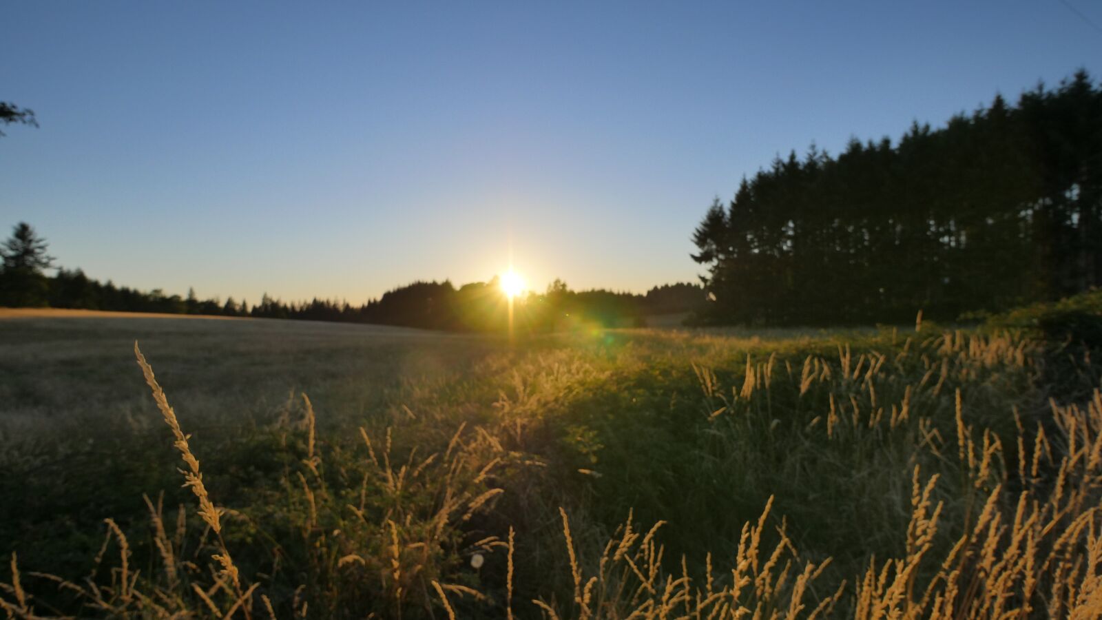Panasonic Lumix DMC-GH4 sample photo. Field, sunset, yellow photography