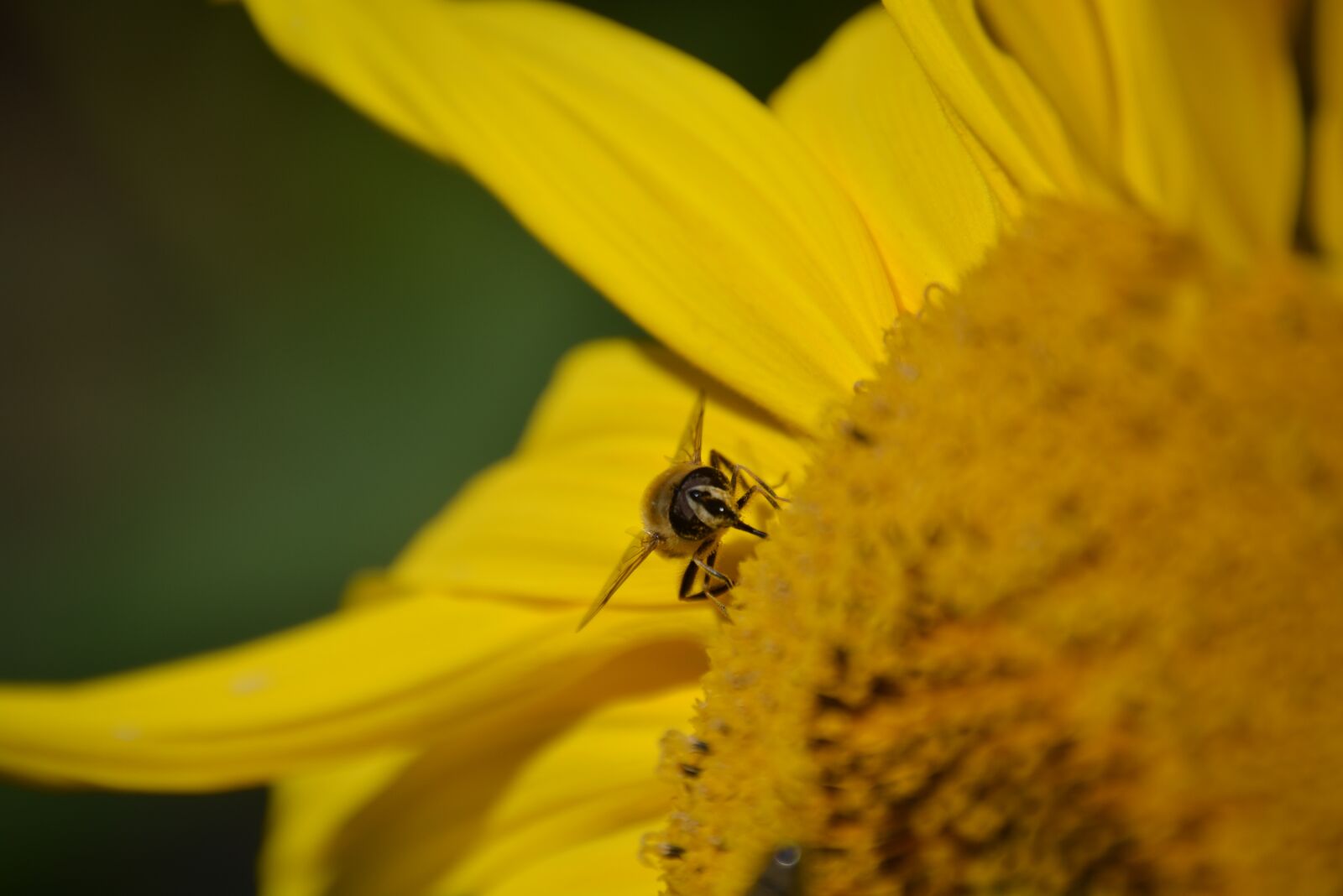 Nikon D5200 sample photo. Sunflower, yellow, wasp photography