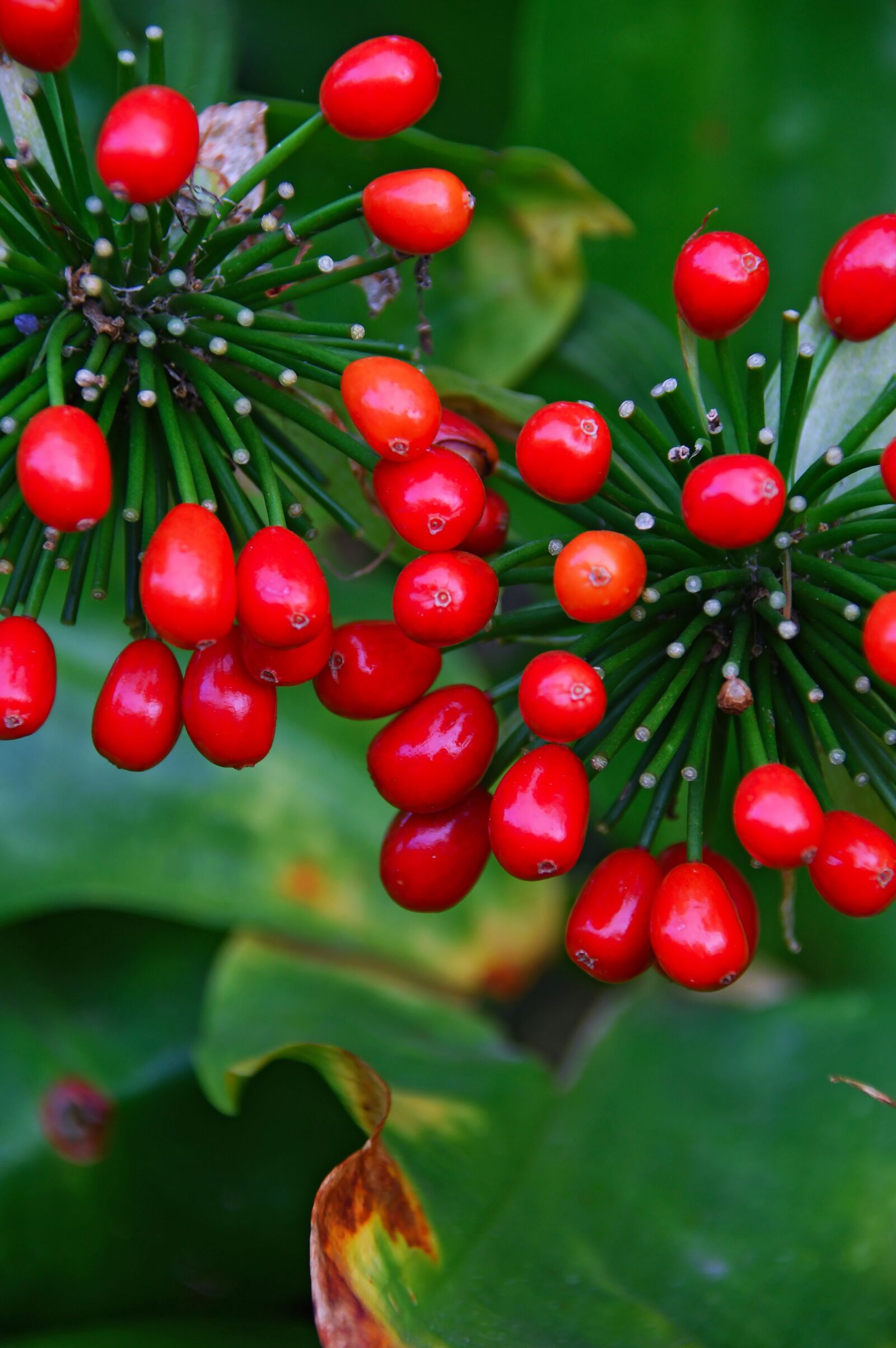 Nikon D3200 sample photo. Berry, red berry, berry photography