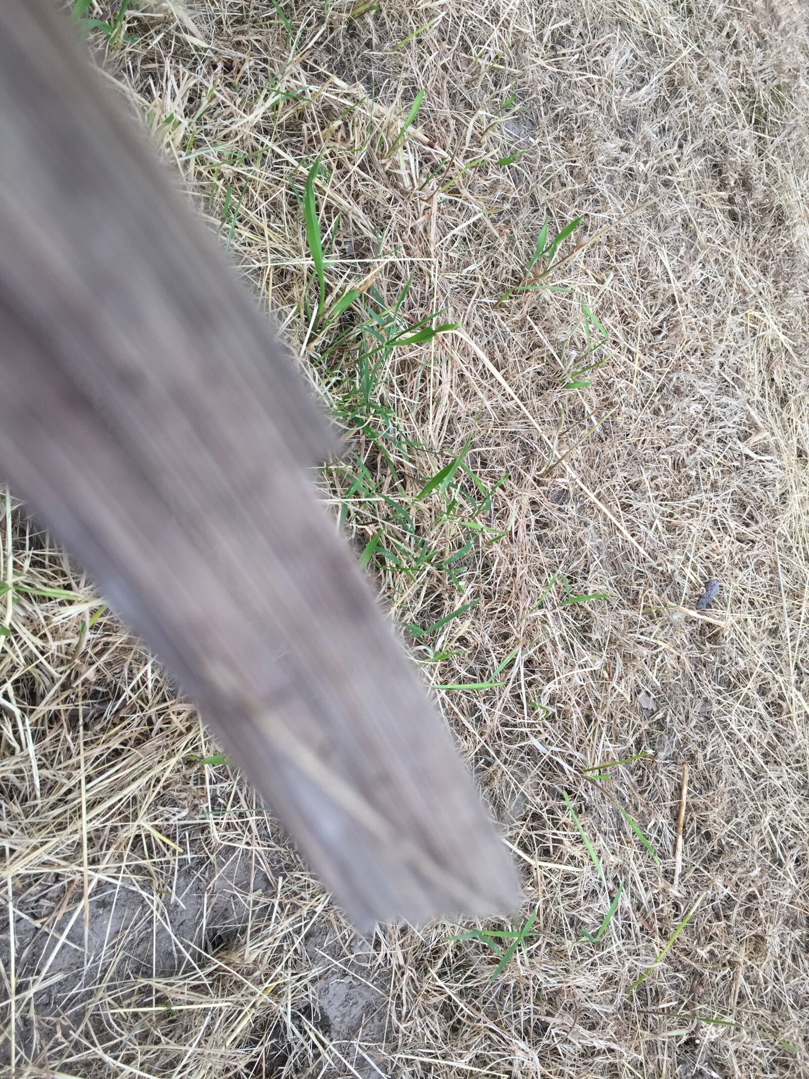 iPhone 6 back camera 4.15mm f/2.2 sample photo. Wood photography