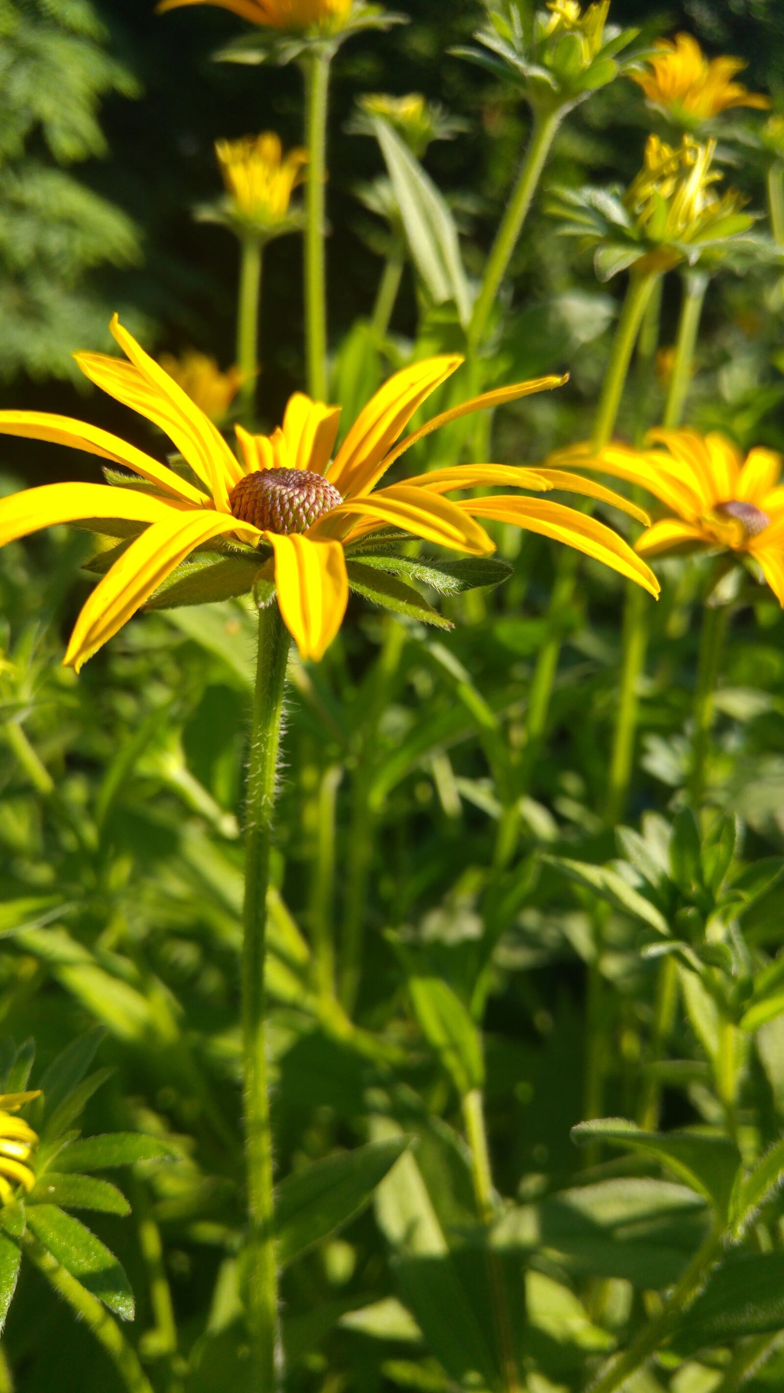 LG G4 sample photo. Flower black eyed, jellow photography