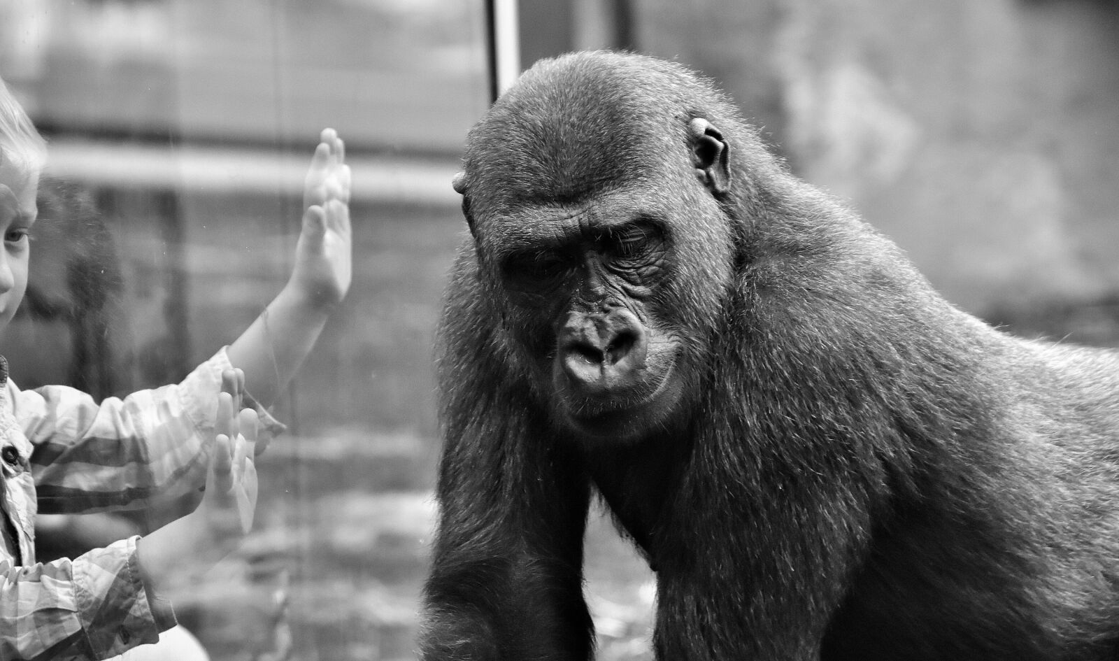 Nikon D7200 sample photo. Gorilla, child, separation photography