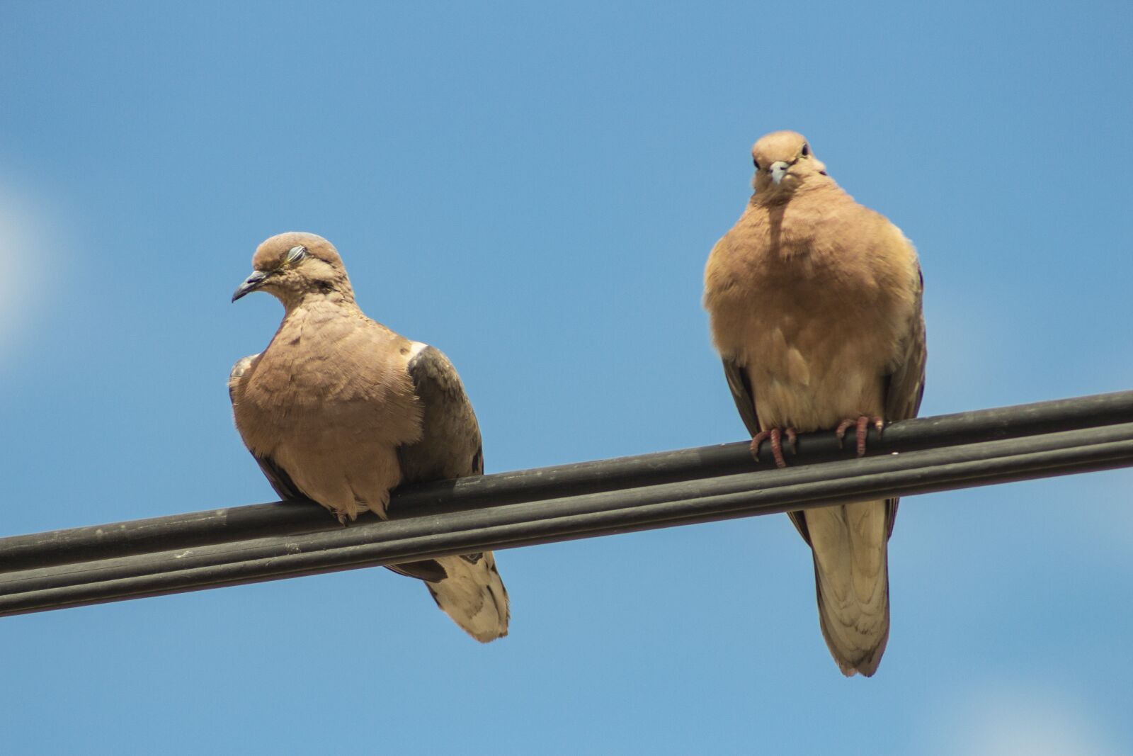 Canon EF75-300mm f/4-5.6 sample photo. Streptopelia turtur, turtledove, taube photography
