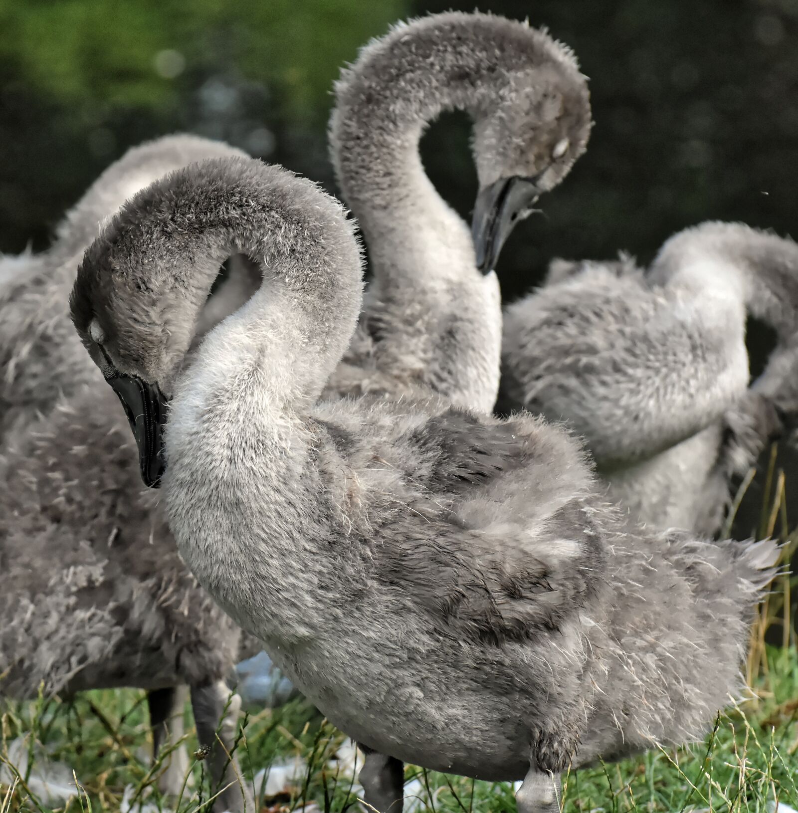 Nikon D7200 sample photo. Swan, young, young animal photography