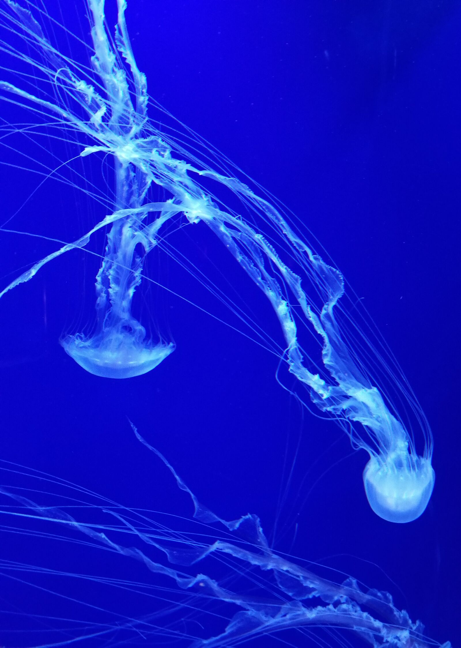 Samsung Galaxy S8 Active sample photo. Blue, neon, jellyfish photography