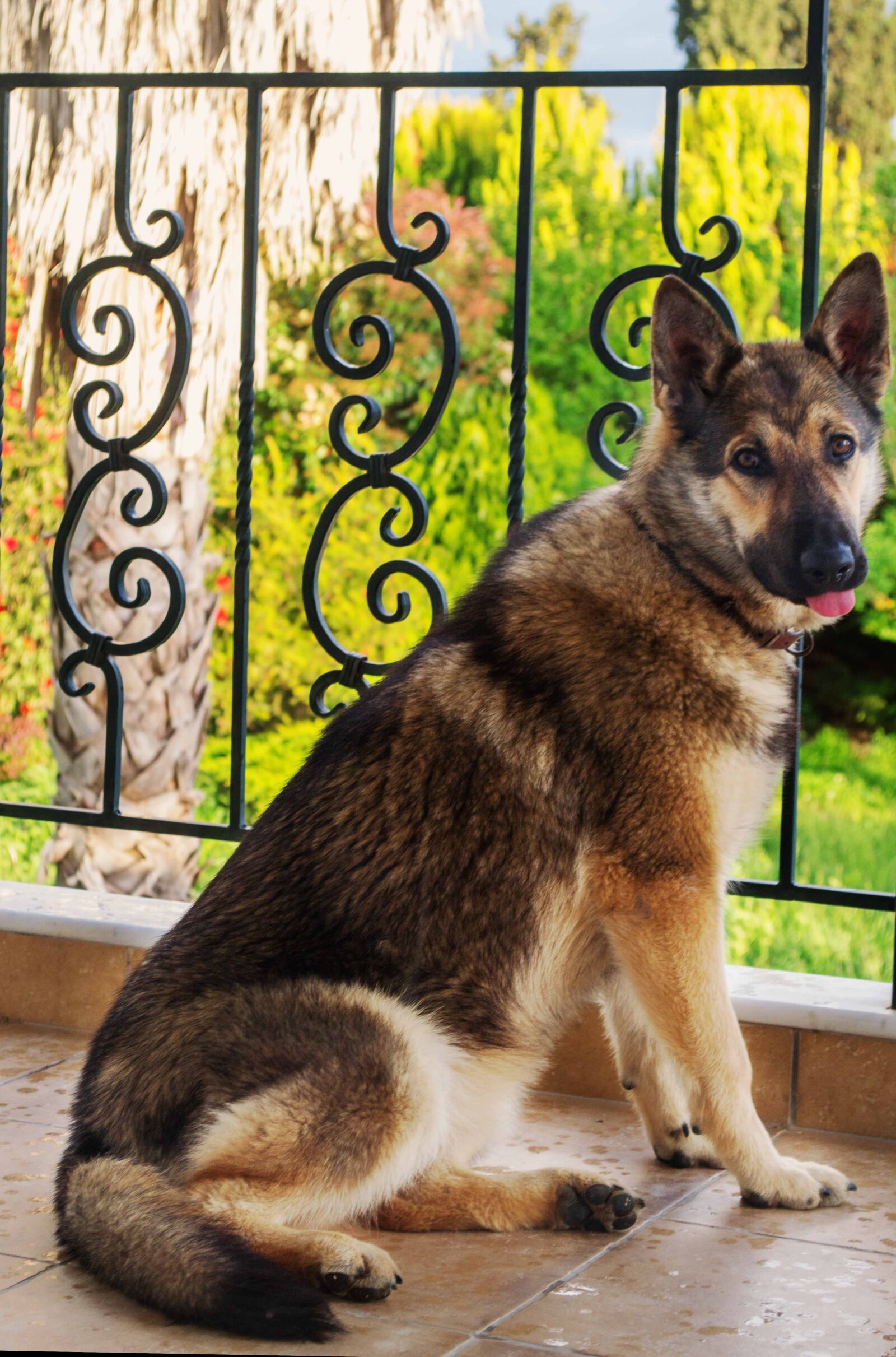 Nikon D3100 sample photo. Animal, dog, puppy photography