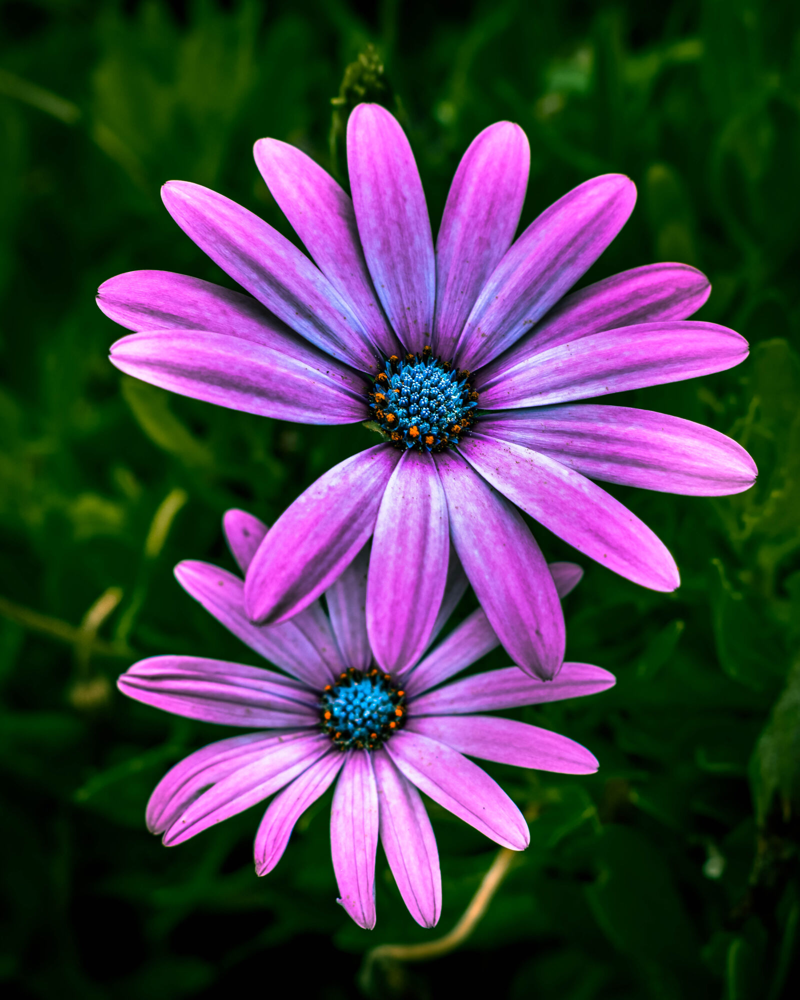 Nikon D3400 sample photo. Beautiful, flowers, environment, nature photography