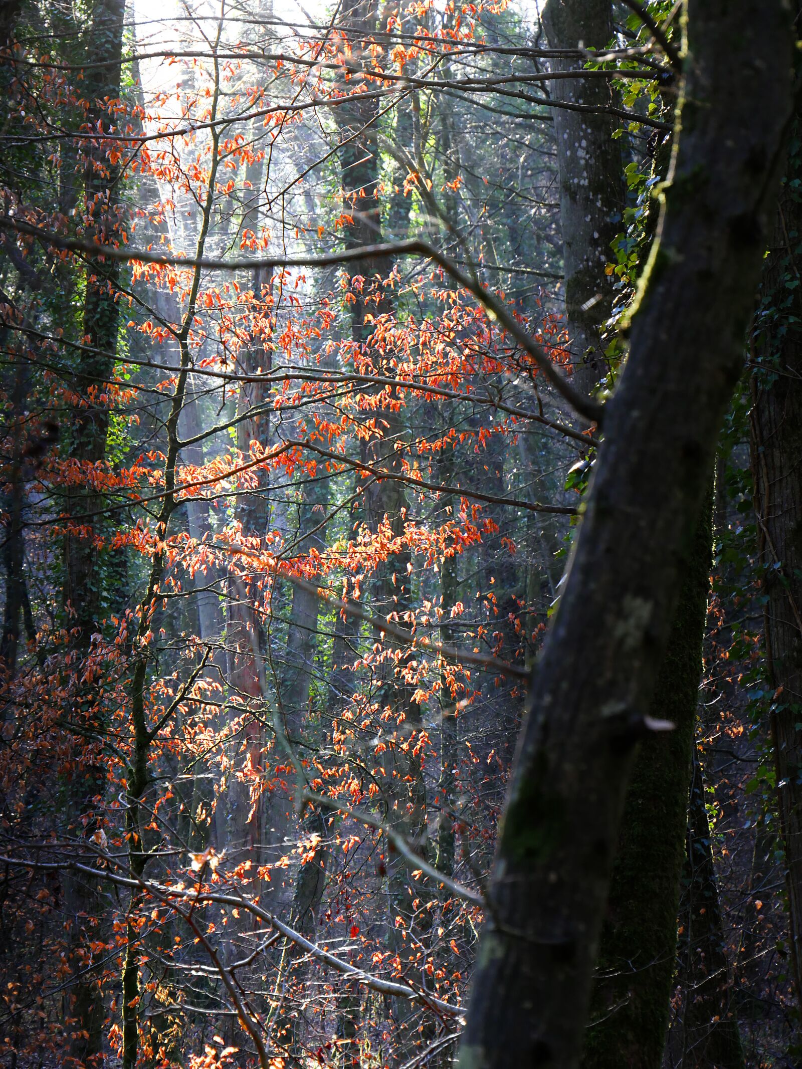 Panasonic Lumix DMC-GX8 sample photo. Forest, trees, light photography