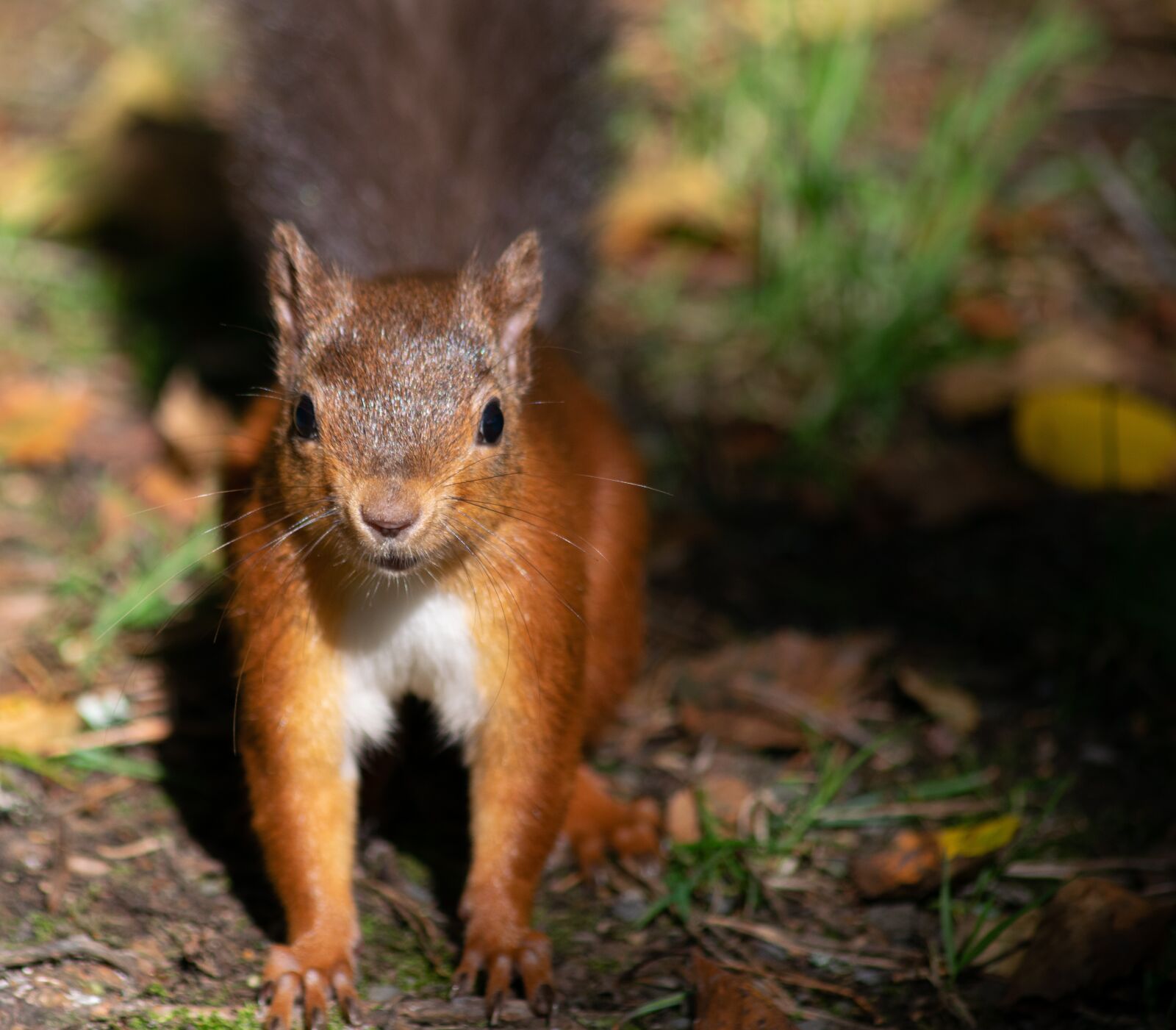 Nikon D3300 sample photo. Squirrel, redsquirrel, woods photography