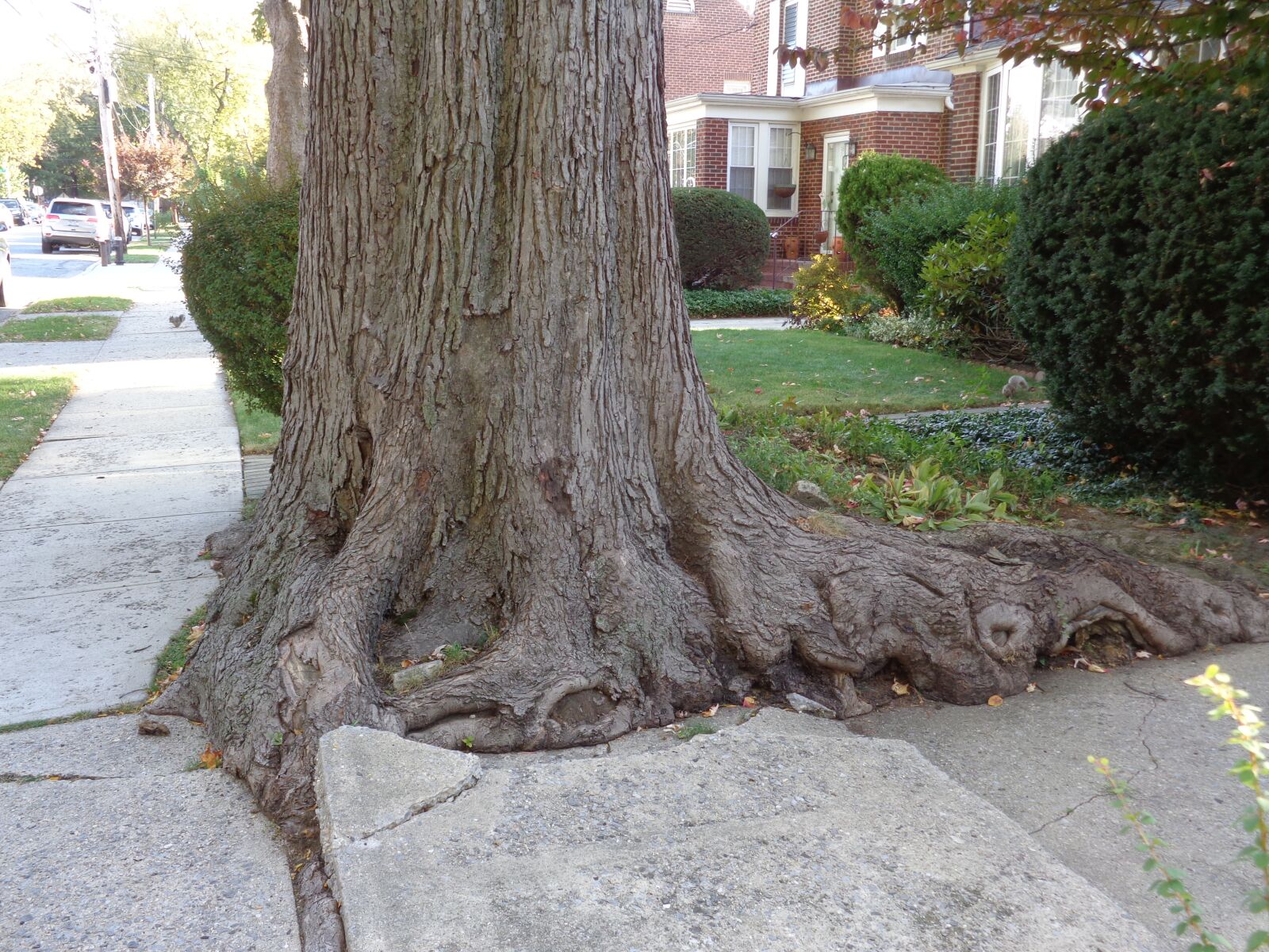 Sony Cyber-shot DSC-W830 sample photo. Tree trunk, roots, sidewalk photography