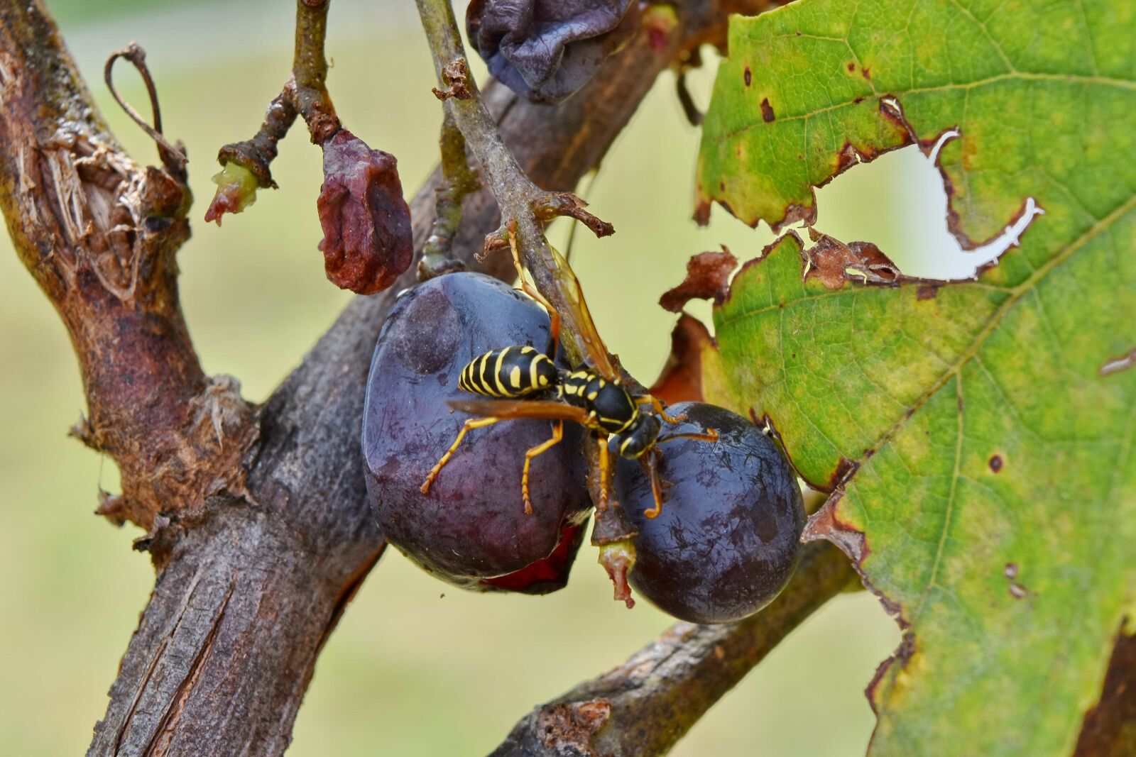 Nikon D5500 sample photo. Animal, wasp, nature, insect photography