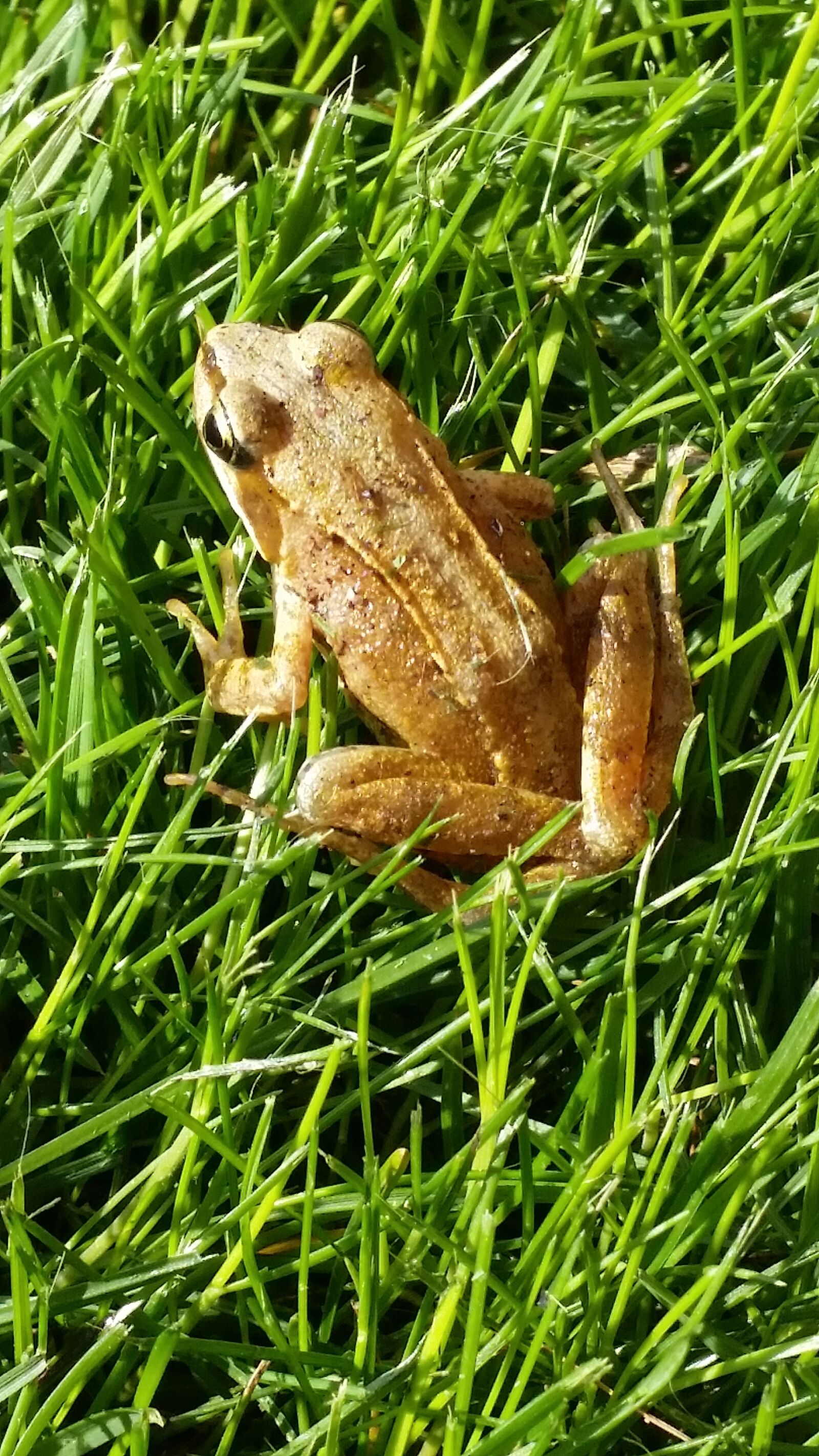 Samsung Galaxy S5 sample photo. Frog, nature, amphibian photography