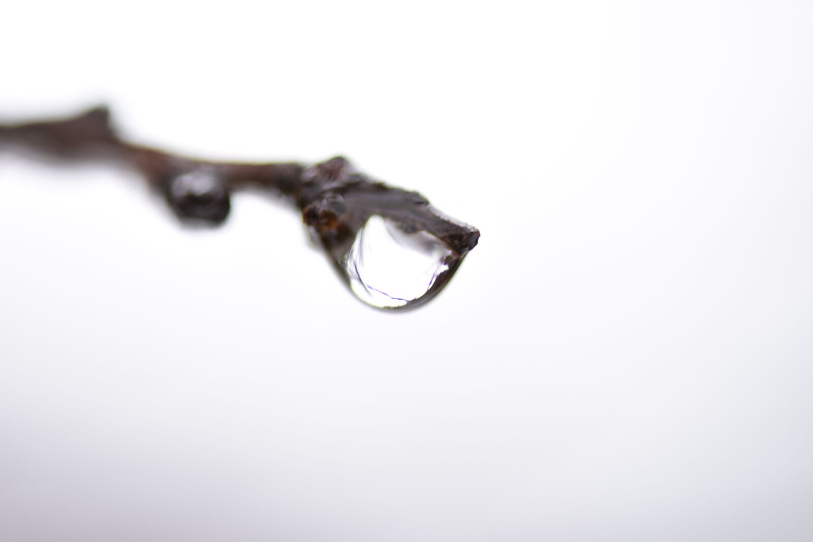 Nikon D5500 sample photo. Drop, water, rain photography