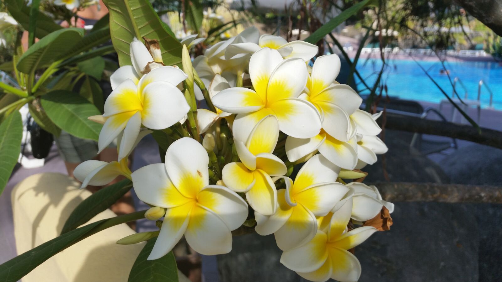 Samsung Galaxy S5 sample photo. Blossom, bloom, nature photography