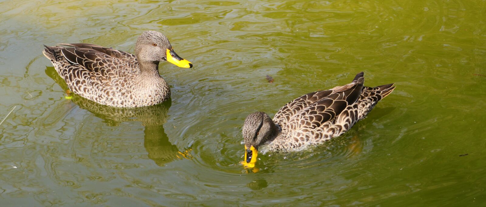 Canon EOS M5 + Canon EF-M 18-150mm F3.5-6.3 IS STM sample photo. Birds, ducks, nature photography