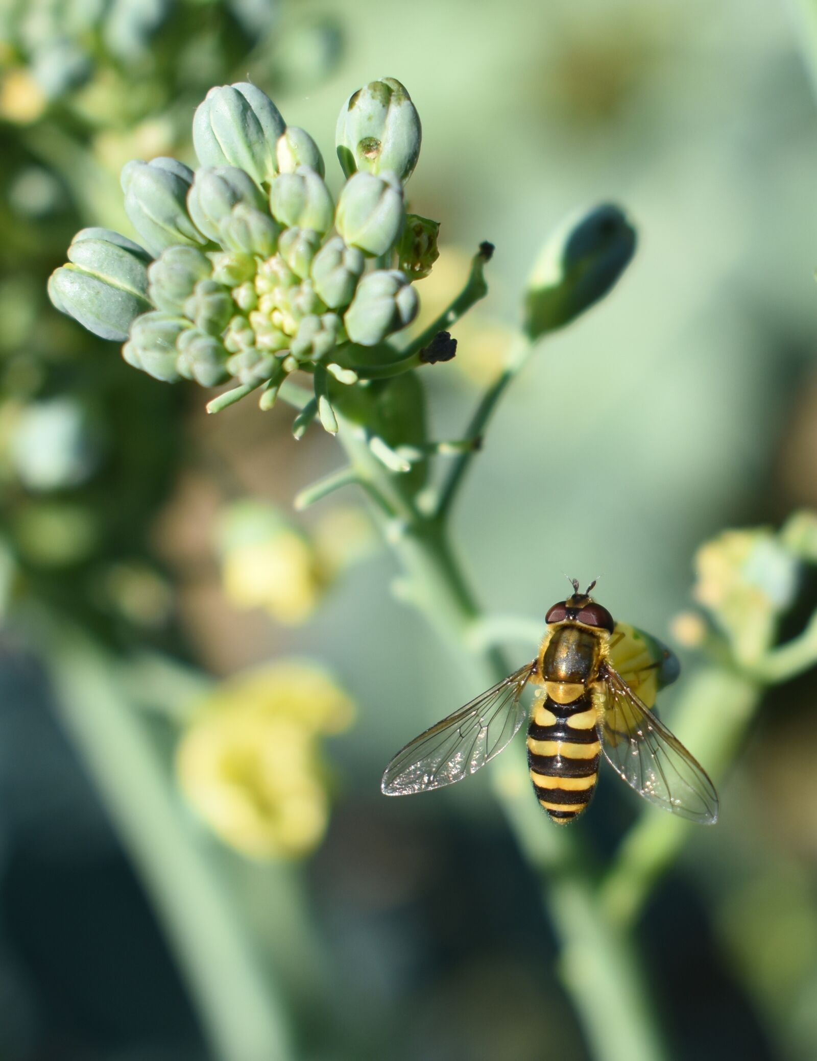 Nikon D5500 sample photo. Bee, flower, broccoli photography