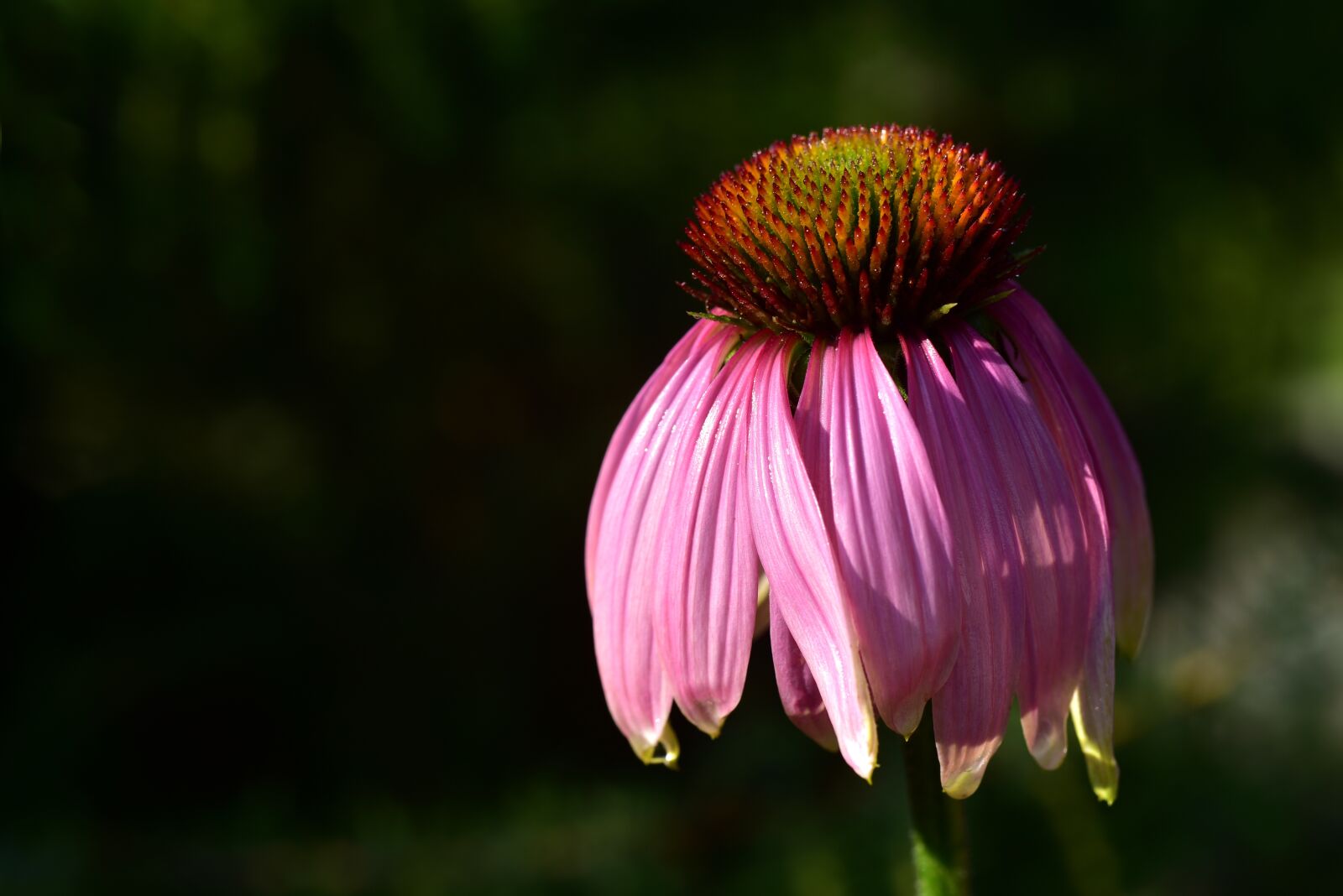 Nikon D750 sample photo. Coneflower, flower, blossom photography