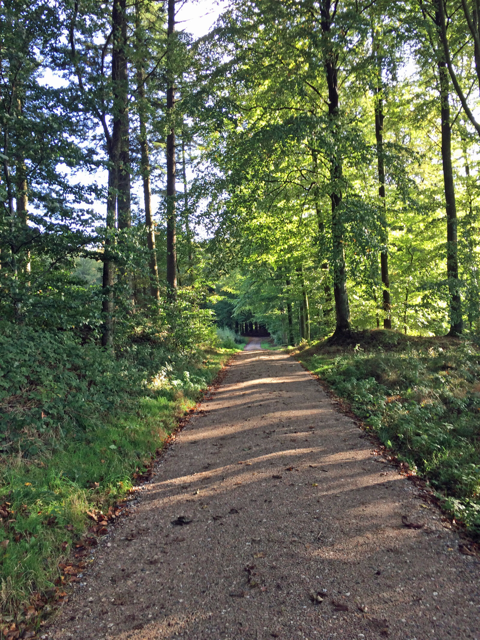 iPhone 5s back camera 4.15mm f/2.2 sample photo. Forest photography