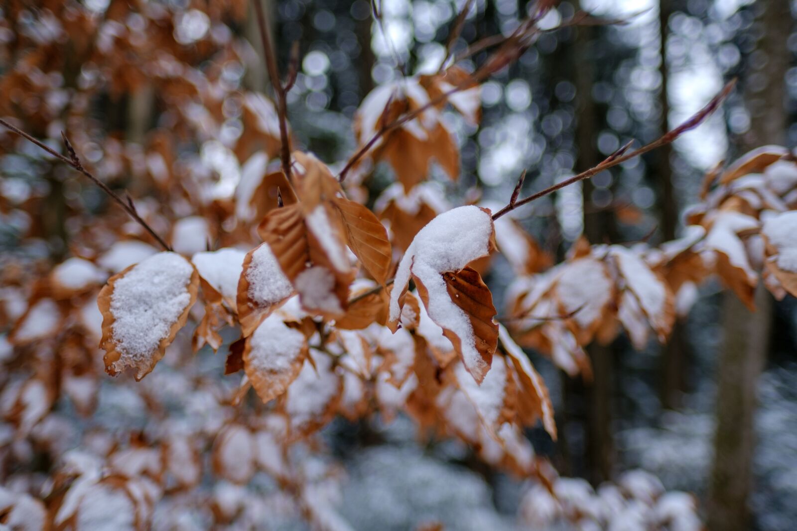 Fujifilm X-T2 + Fujifilm XF 16mm F1.4 R WR sample photo. Winter, snow, leaves photography