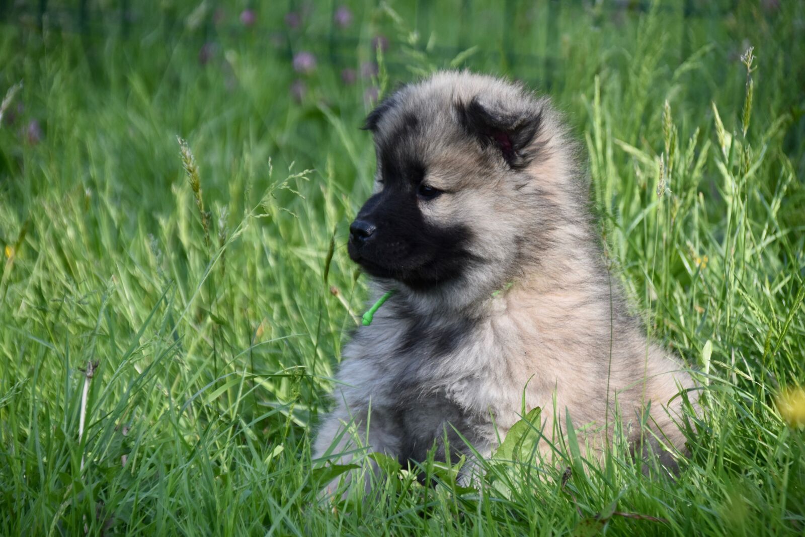 Nikon D5600 sample photo. Dog, puppy, pup photography