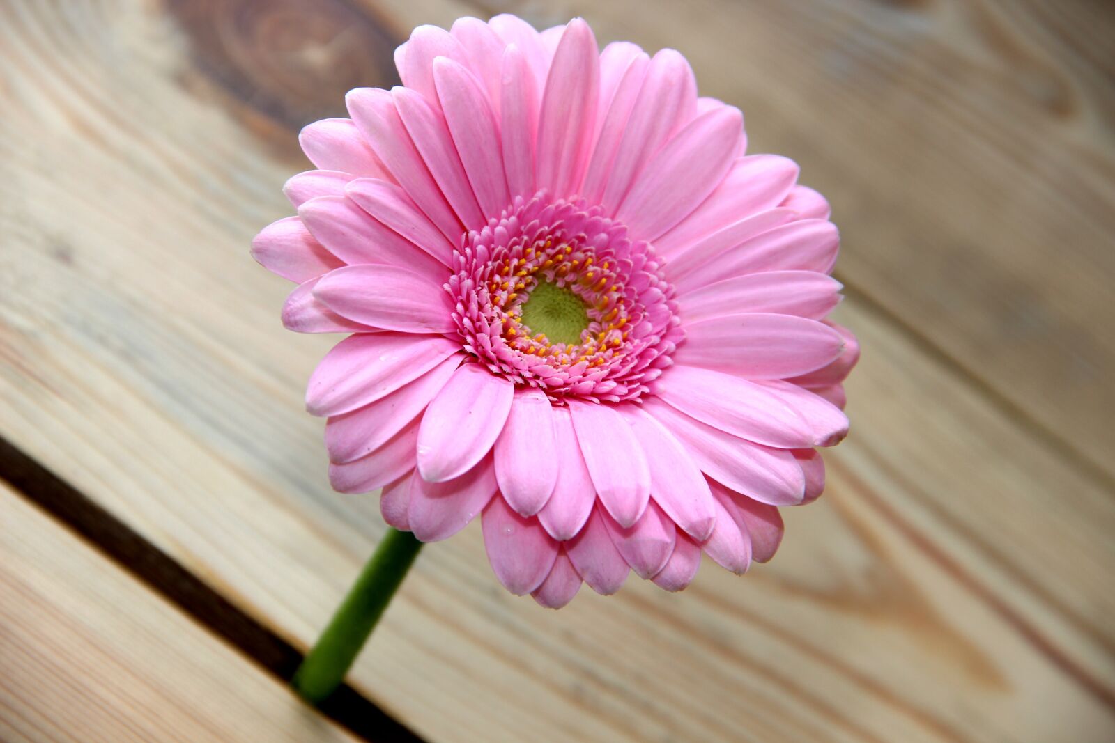 Canon EOS 600D (Rebel EOS T3i / EOS Kiss X5) sample photo. Flower, gerbera, wood photography