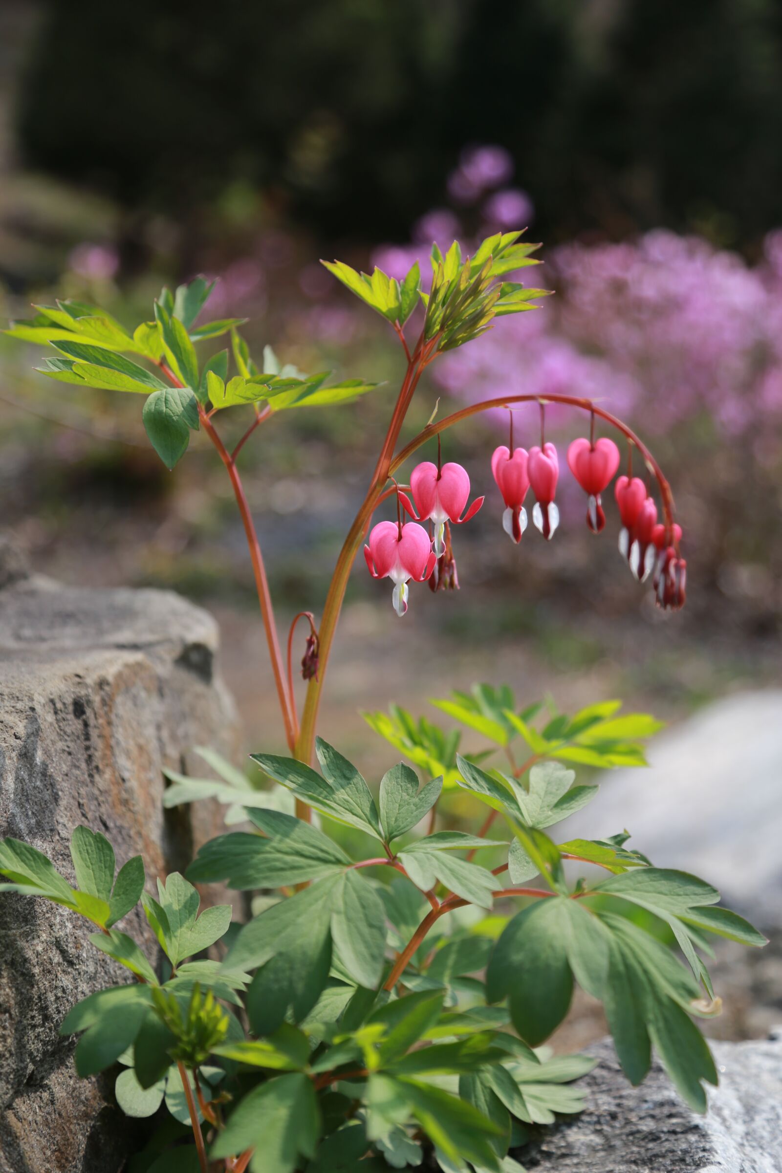 Canon EOS 6D + Canon EF 24-105mm F4L IS USM sample photo. Bleeding heart, flowers, petal photography