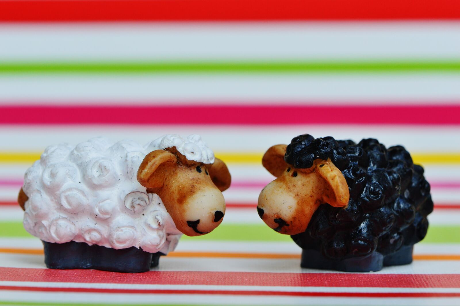 Nikon D3200 sample photo. Black sheep, sheep, funny photography