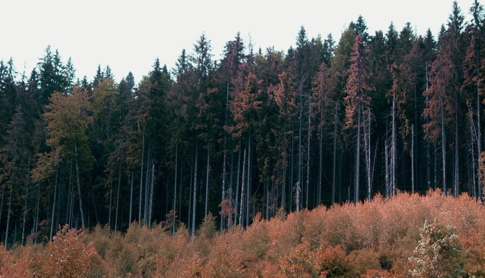 Canon EOS 700D (EOS Rebel T5i / EOS Kiss X7i) sample photo. Forest, nature, autumn photography