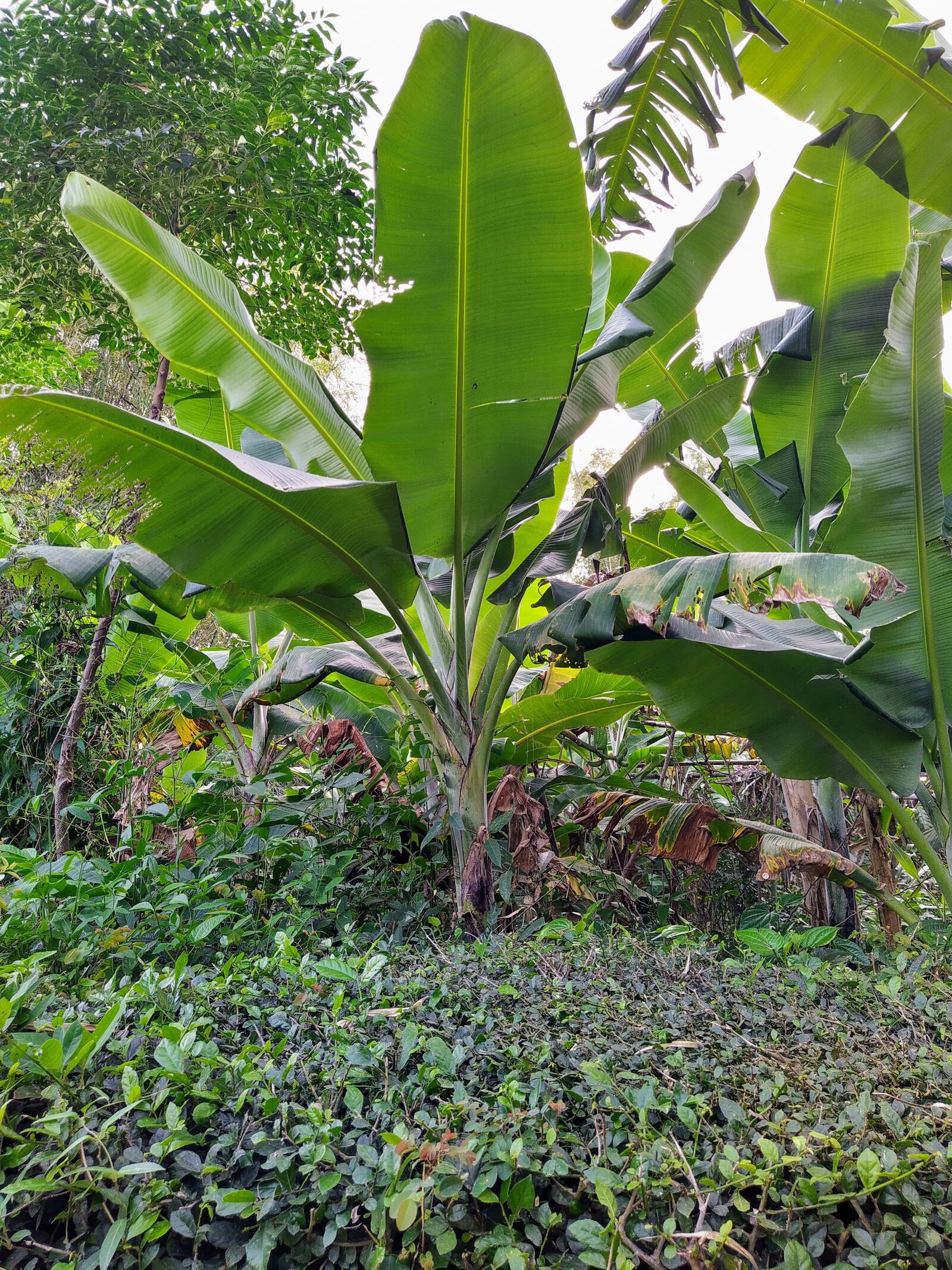 HMD Global Nokia 7.2 sample photo. Garden plants, the garden photography