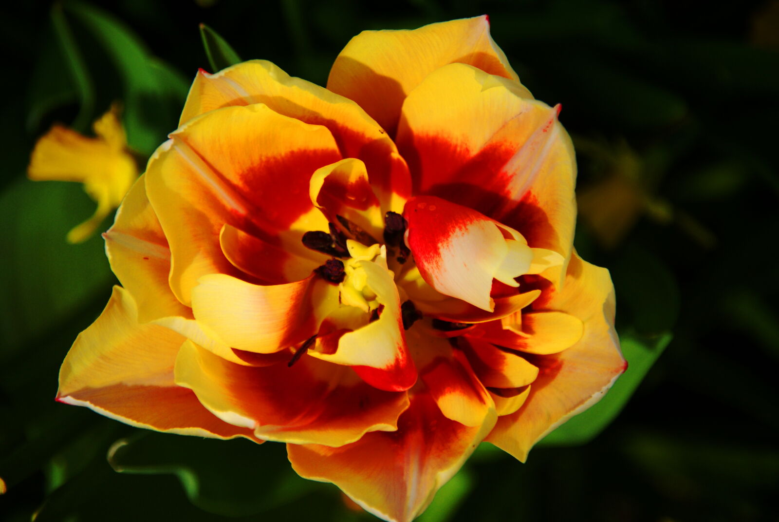 Sony Alpha DSLR-A200 sample photo. Beautiful, flowers, golden, yellow photography