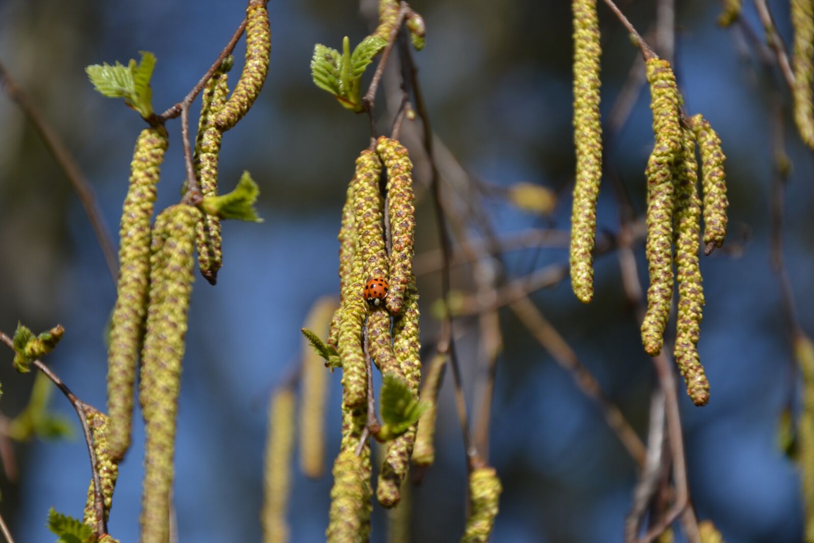 Nikon D3100 sample photo. Plant, tree, nature photography