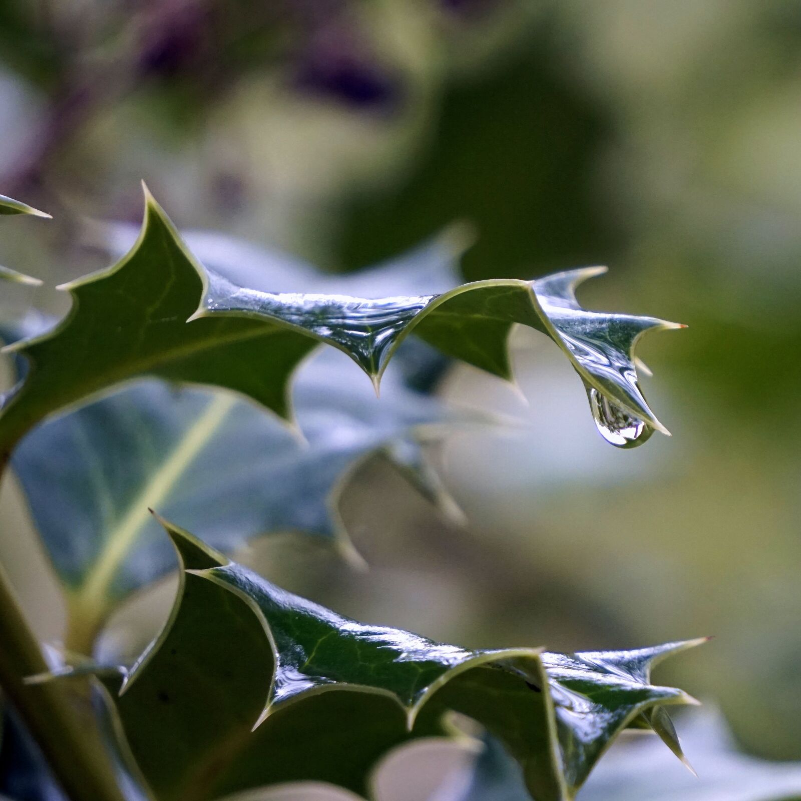 Sony E 55-210mm F4.5-6.3 OSS sample photo. Holly, leaves, encina photography