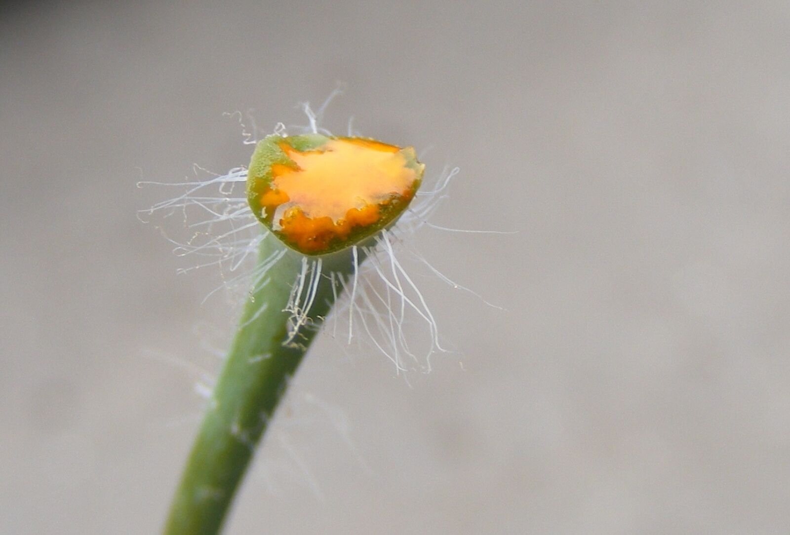 Fujifilm FinePix S5700 S700 sample photo. Celandine, chelidonium, greater photography