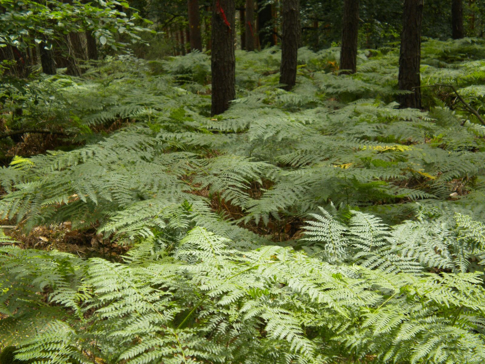 Nikon Coolpix S230 sample photo. Nature, ferns, forest photography