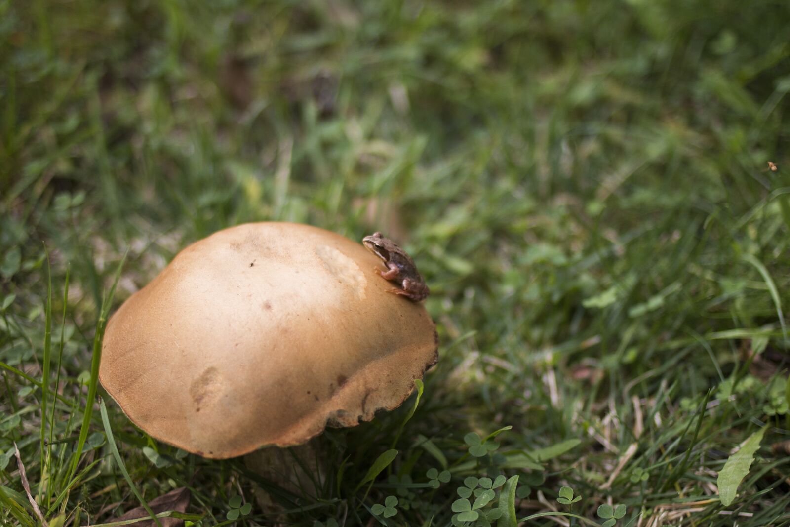 Canon EOS 70D + Canon EF 35mm F2 sample photo. Mushroom, nature, autumn photography