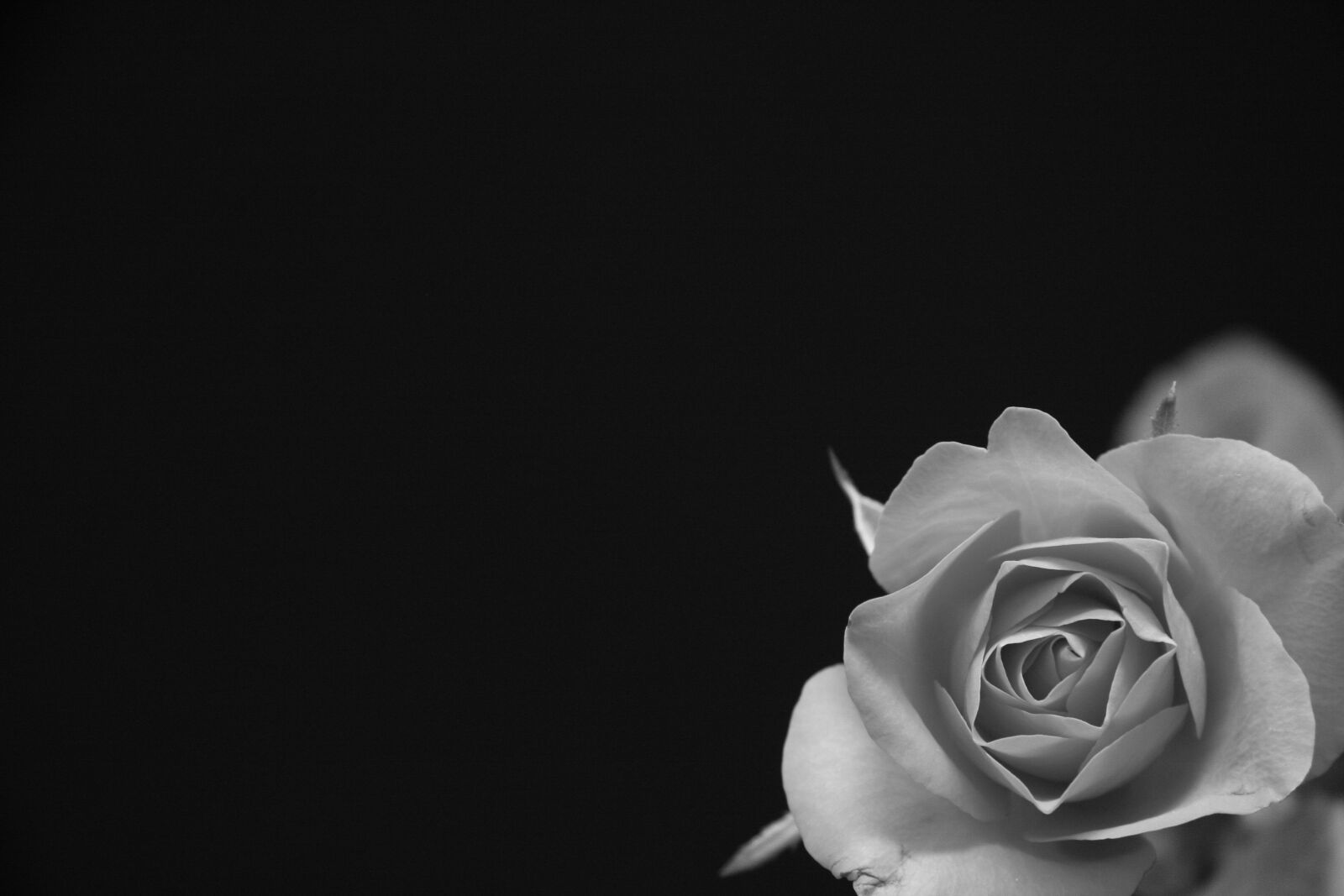 Canon EOS 40D sample photo. Rose, flower, black photography