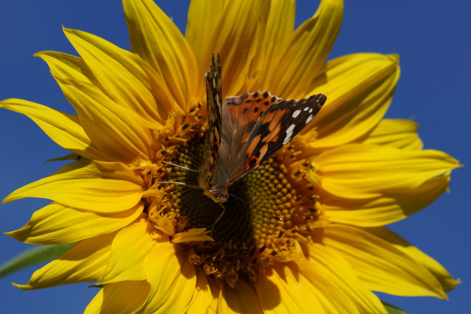 Sony SLT-A77 + Tamron SP AF 90mm F2.8 Di Macro sample photo. Painted lady, butterfly, sunflower photography