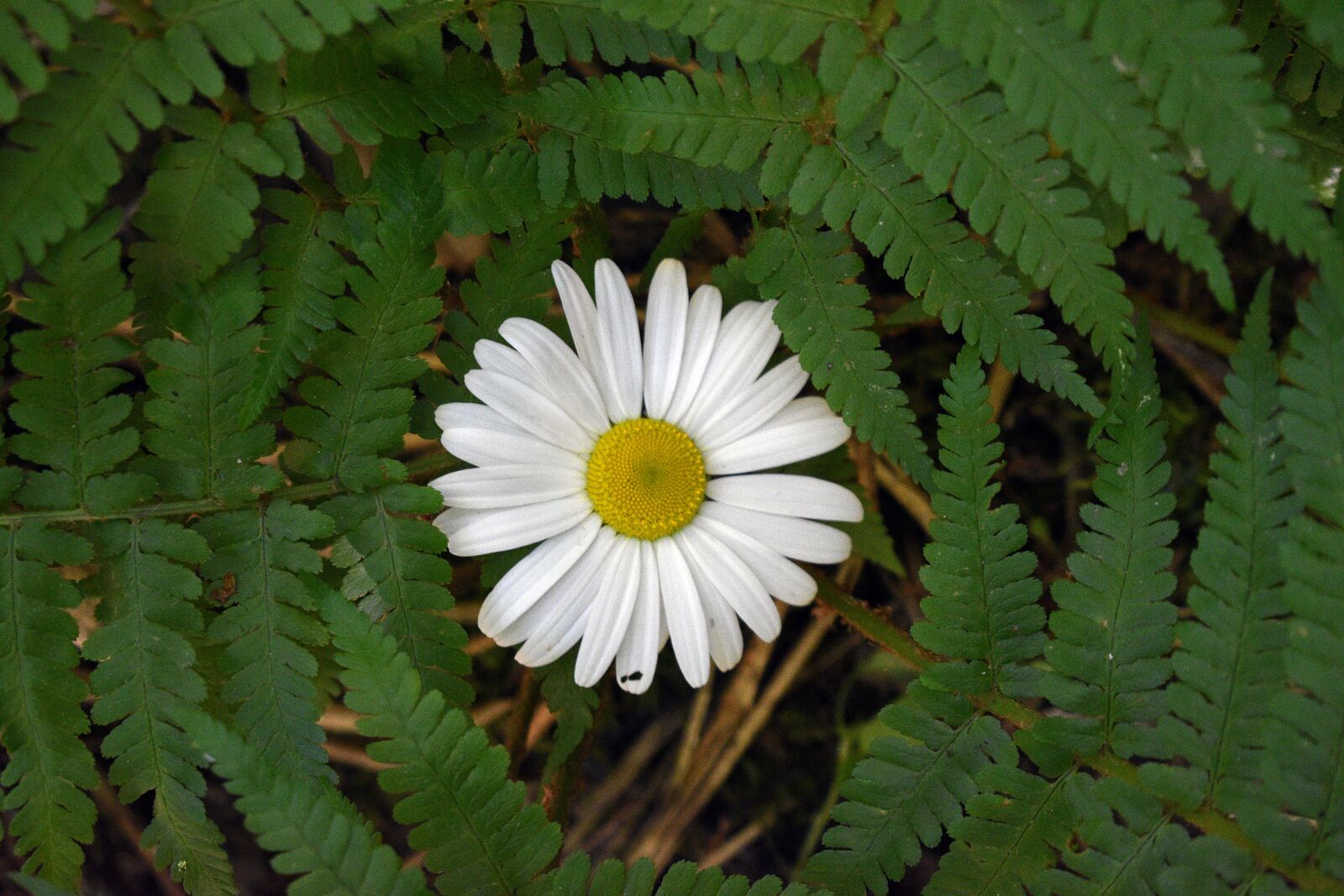 Nikon D3400 sample photo. Flower, spring, nature photography