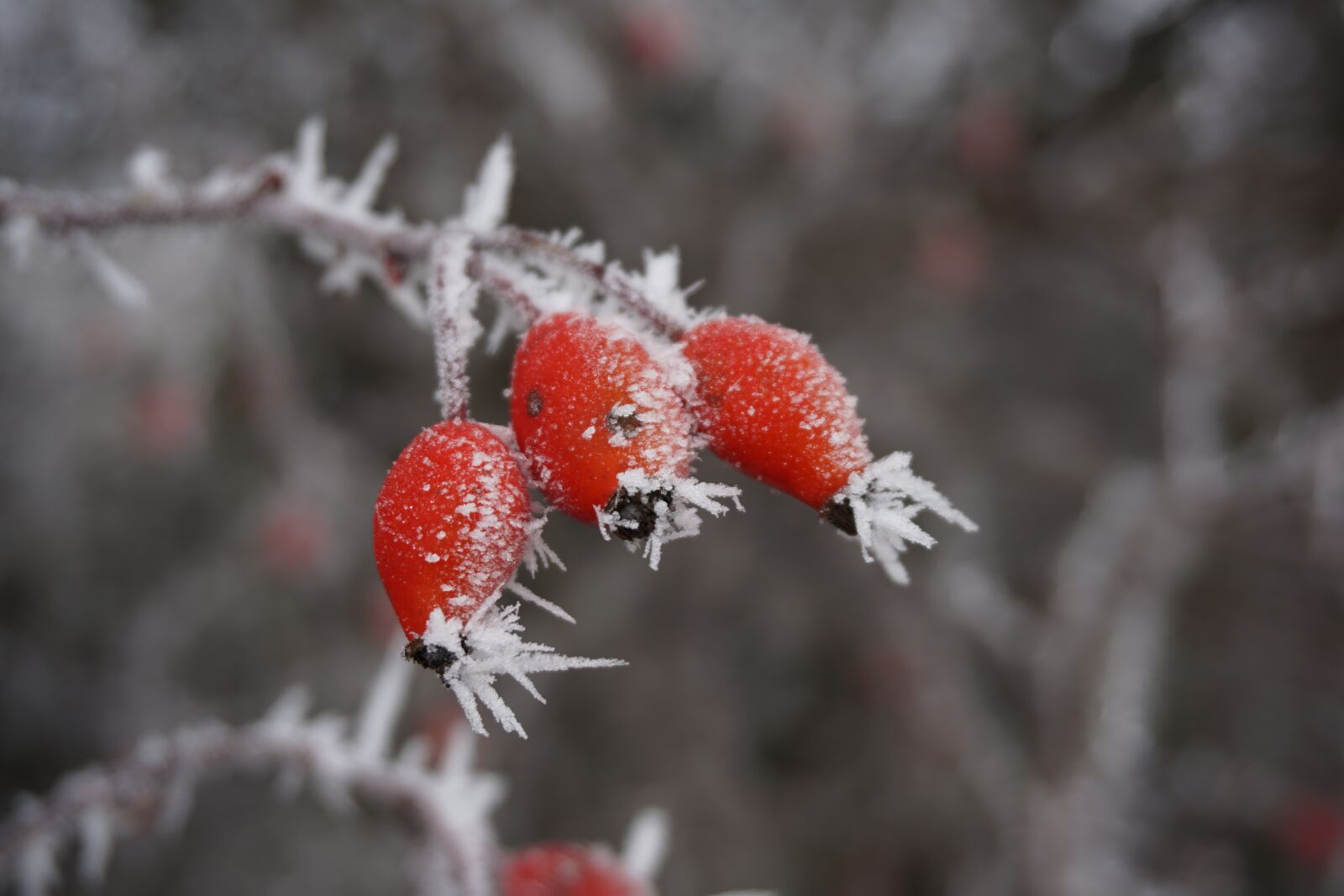 Sony E 16-50mm F3.5-5.6 PZ OSS sample photo. Winter, ice, rose hip photography