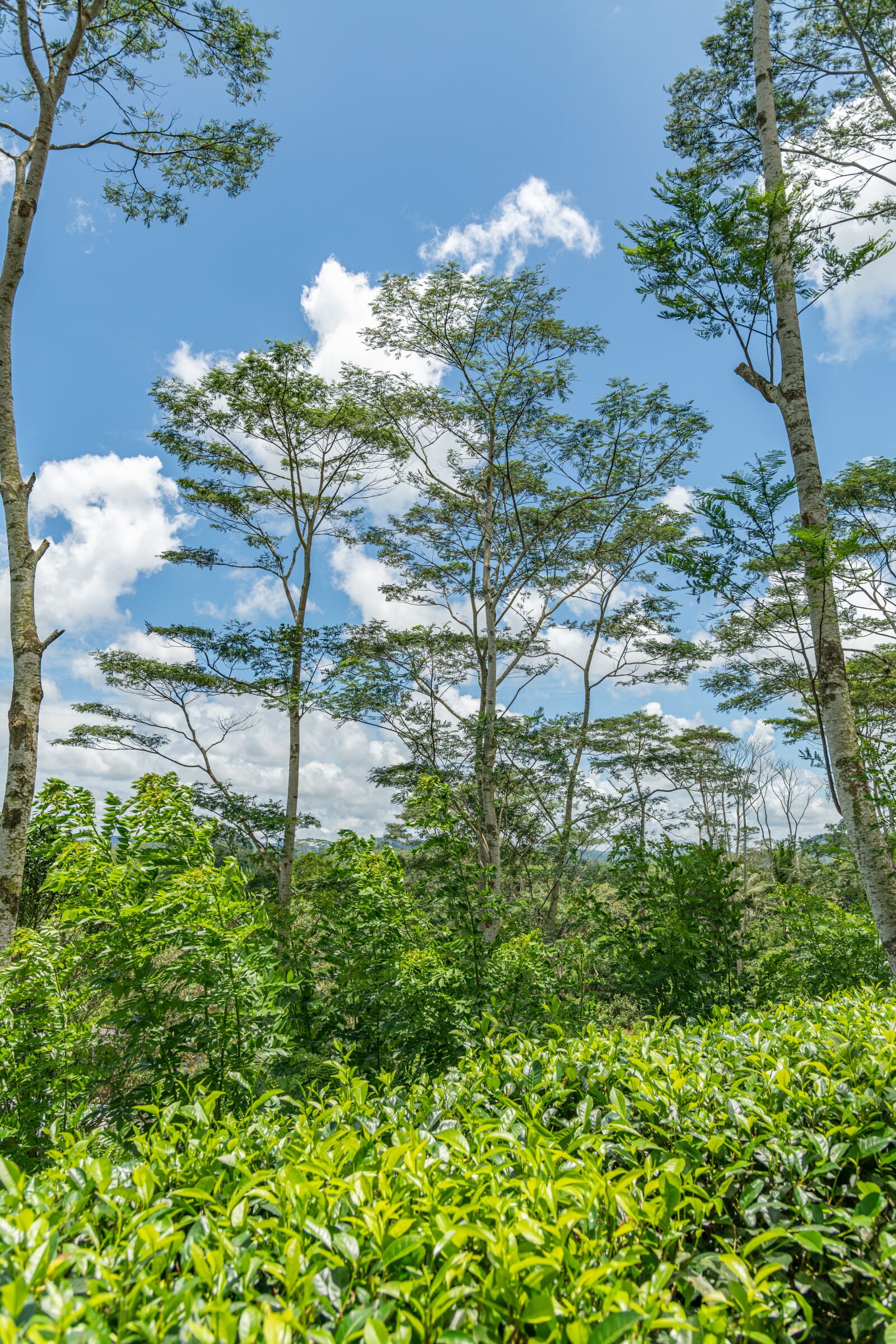 Nikon D850 sample photo. Landscape, nature, plantation photography
