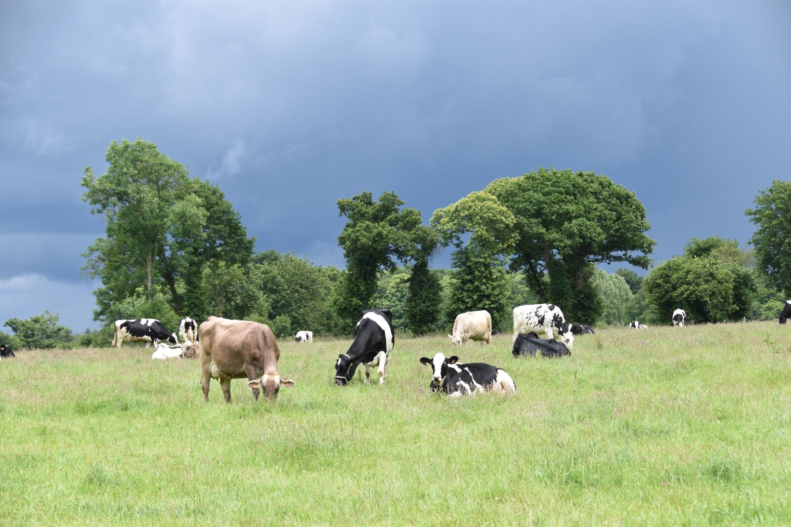 Nikon D5600 sample photo. Landscape, pre cows, cattle photography