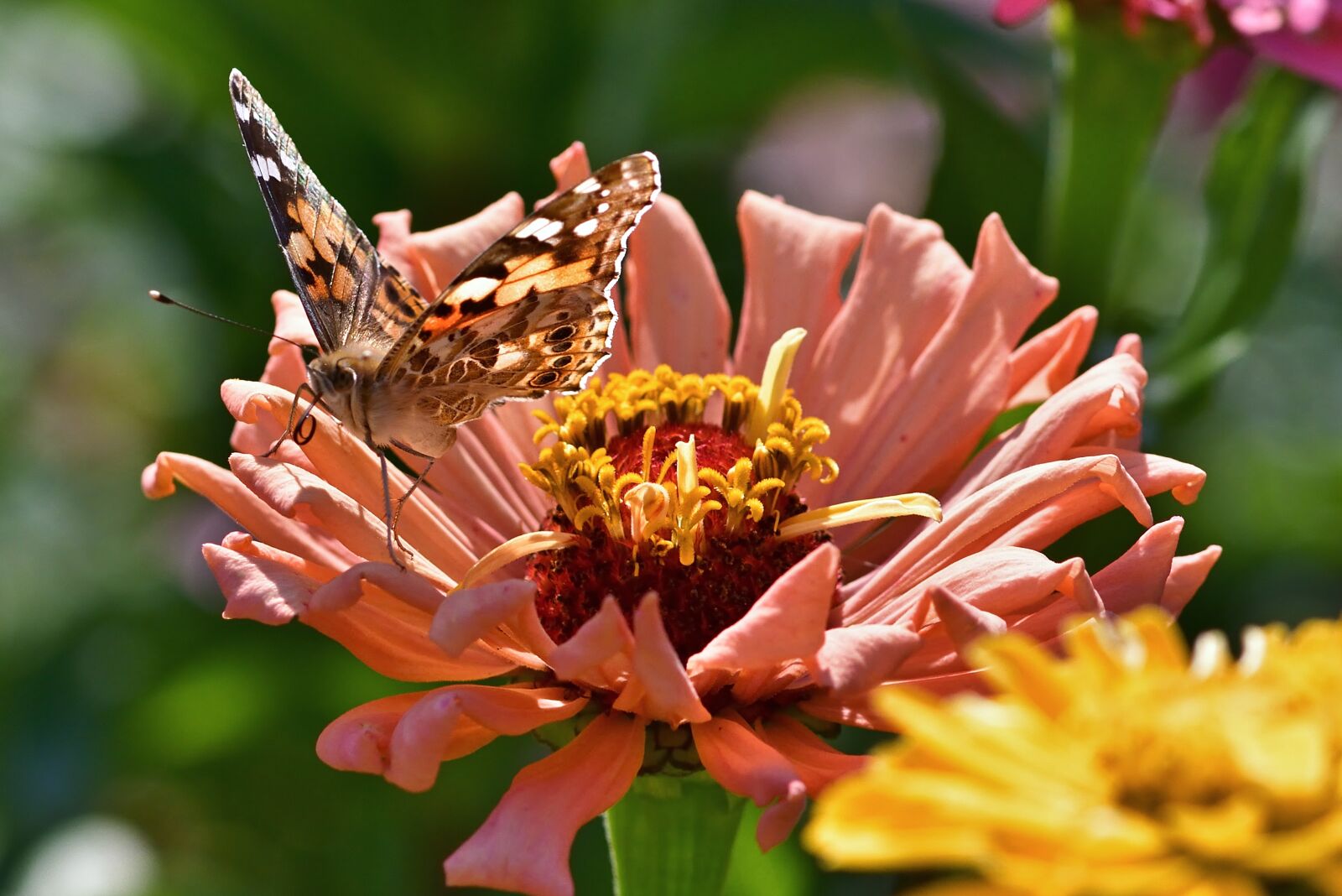 Nikon D5200 sample photo. Nature, butterfly, vanessa cardui photography