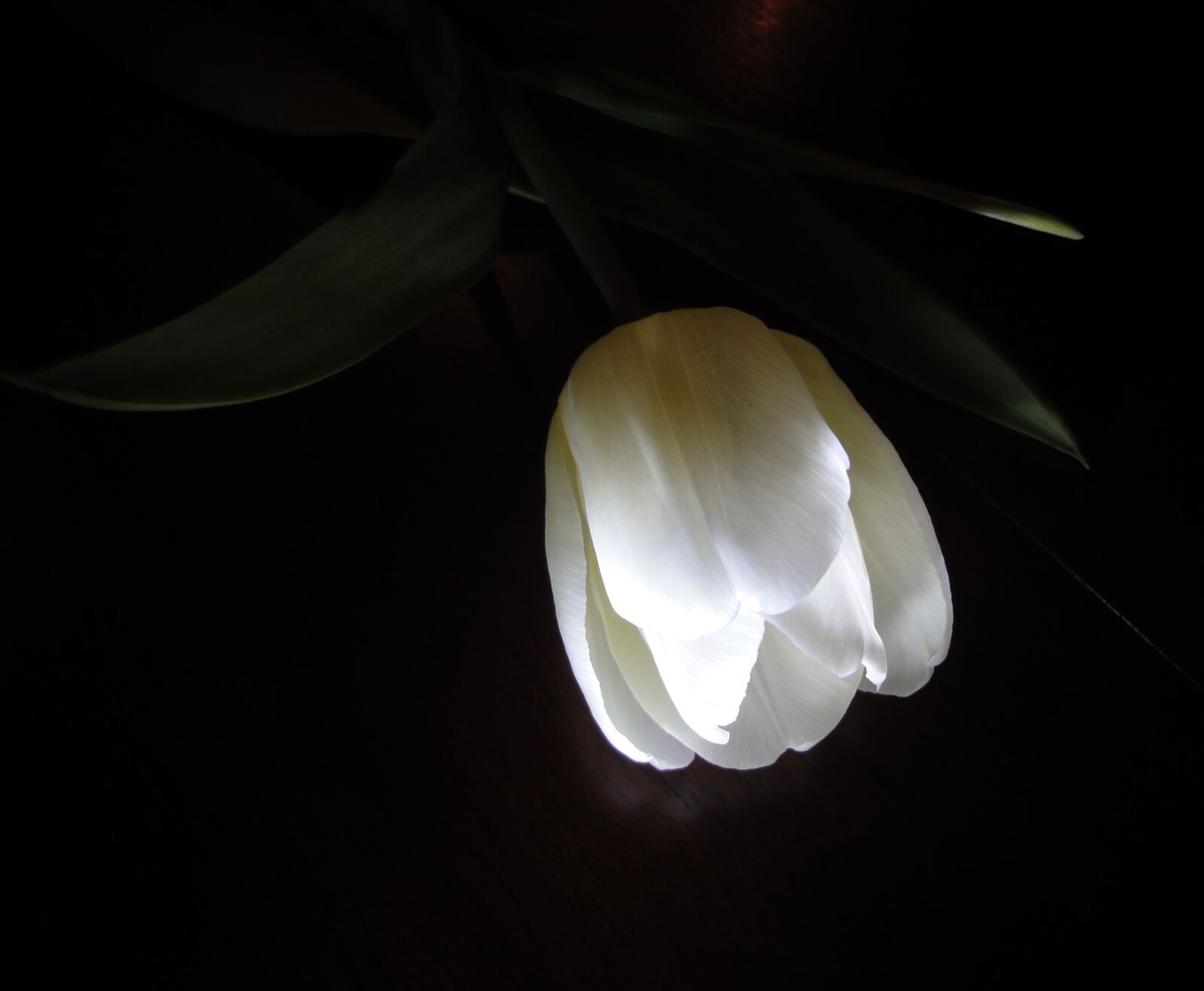 Sony Cyber-shot DSC-WX1 sample photo. Flower, tulip, white photography
