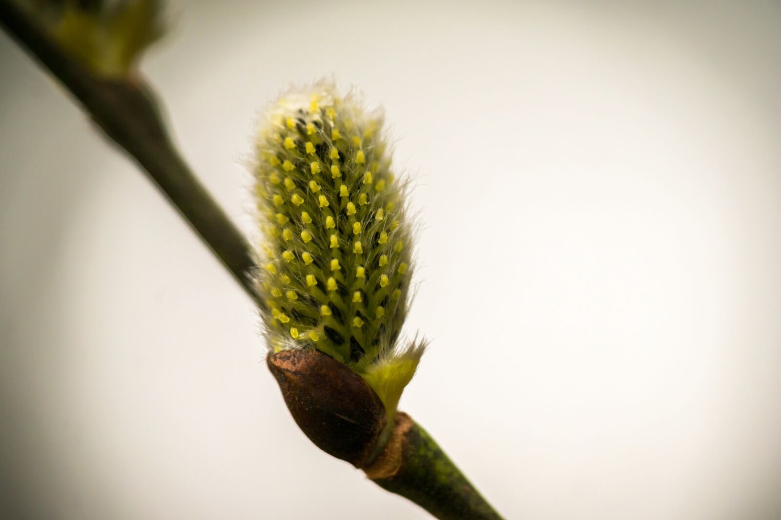 Samsung NX300M sample photo. Kitten, willow catkin, pasture photography